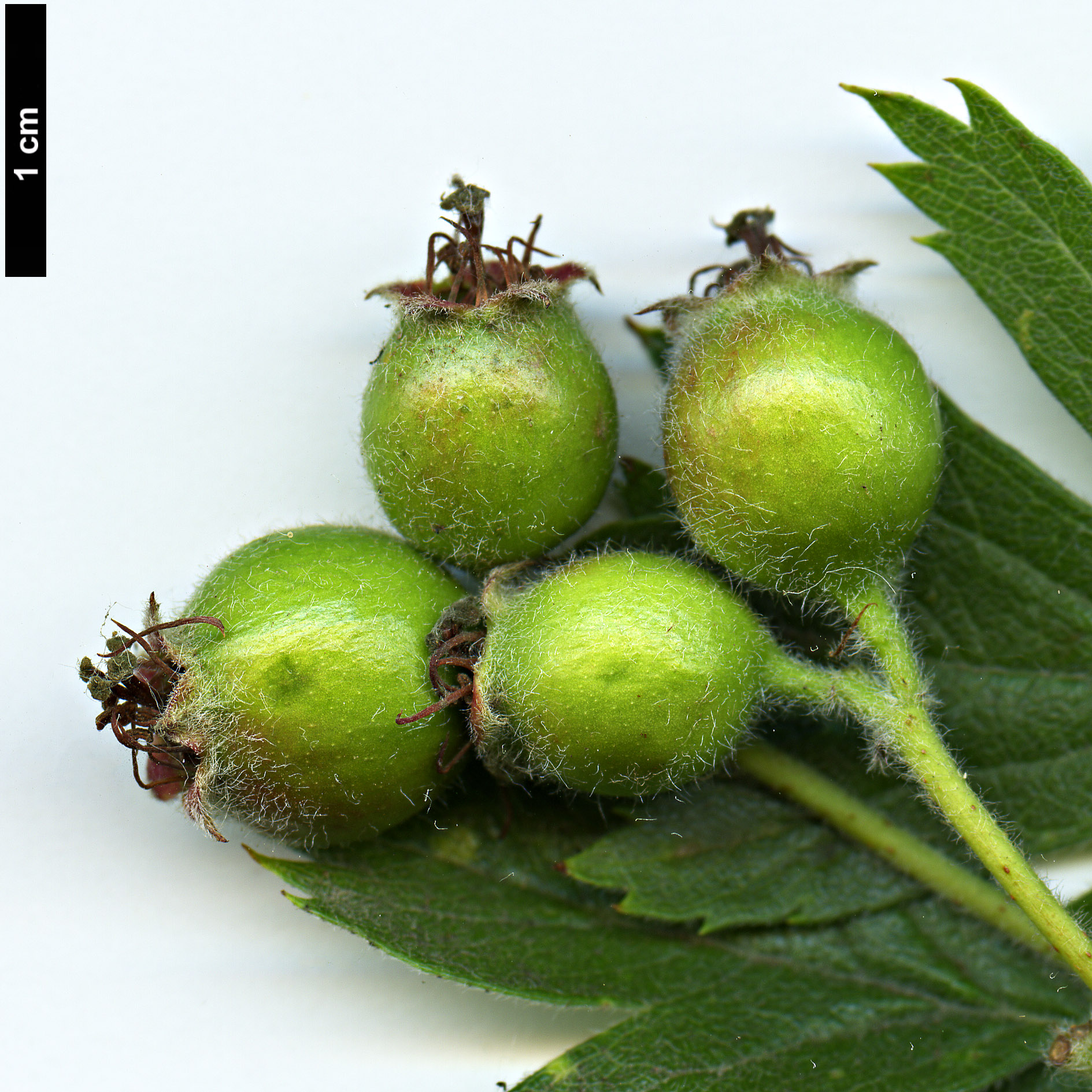 High resolution image: Family: Rosaceae - Genus: Crataegus - Taxon: schraederiana