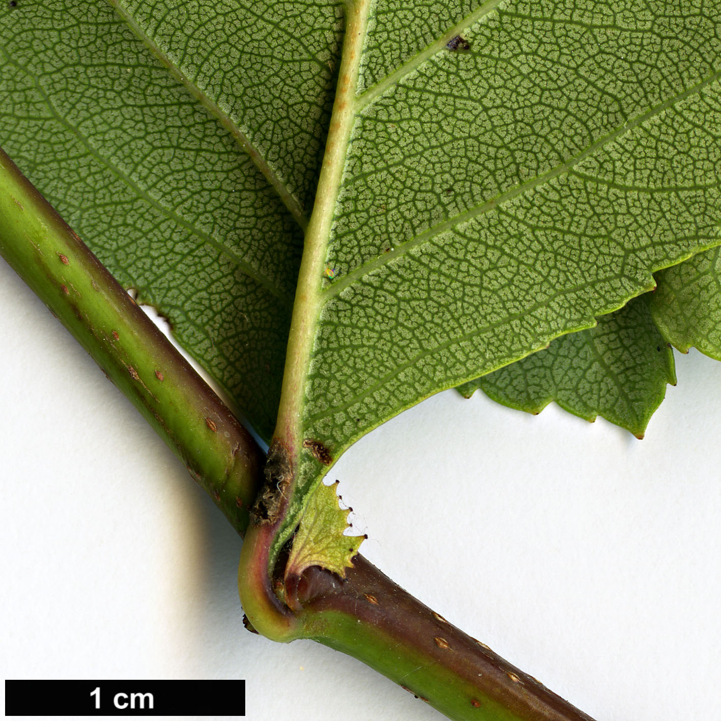 High resolution image: Family: Rosaceae - Genus: Crataegus - Taxon: schuettei