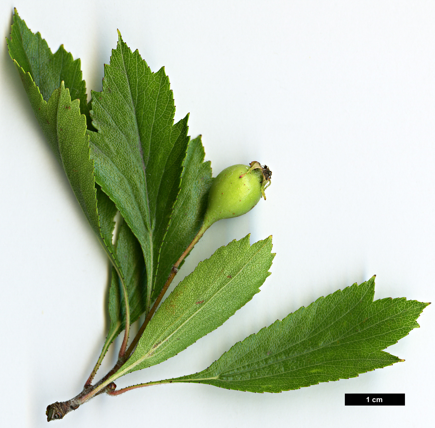 High resolution image: Family: Rosaceae - Genus: Crataegus - Taxon: senta