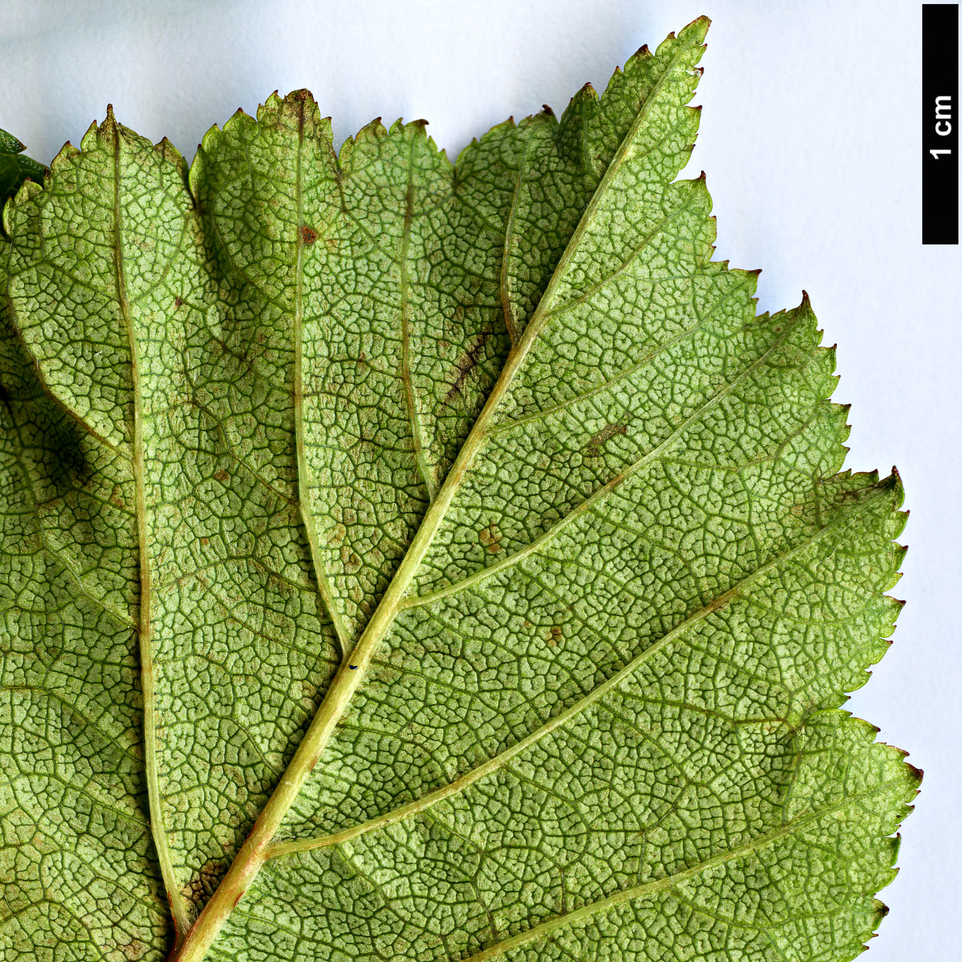 High resolution image: Family: Rosaceae - Genus: Crataegus - Taxon: sheridana