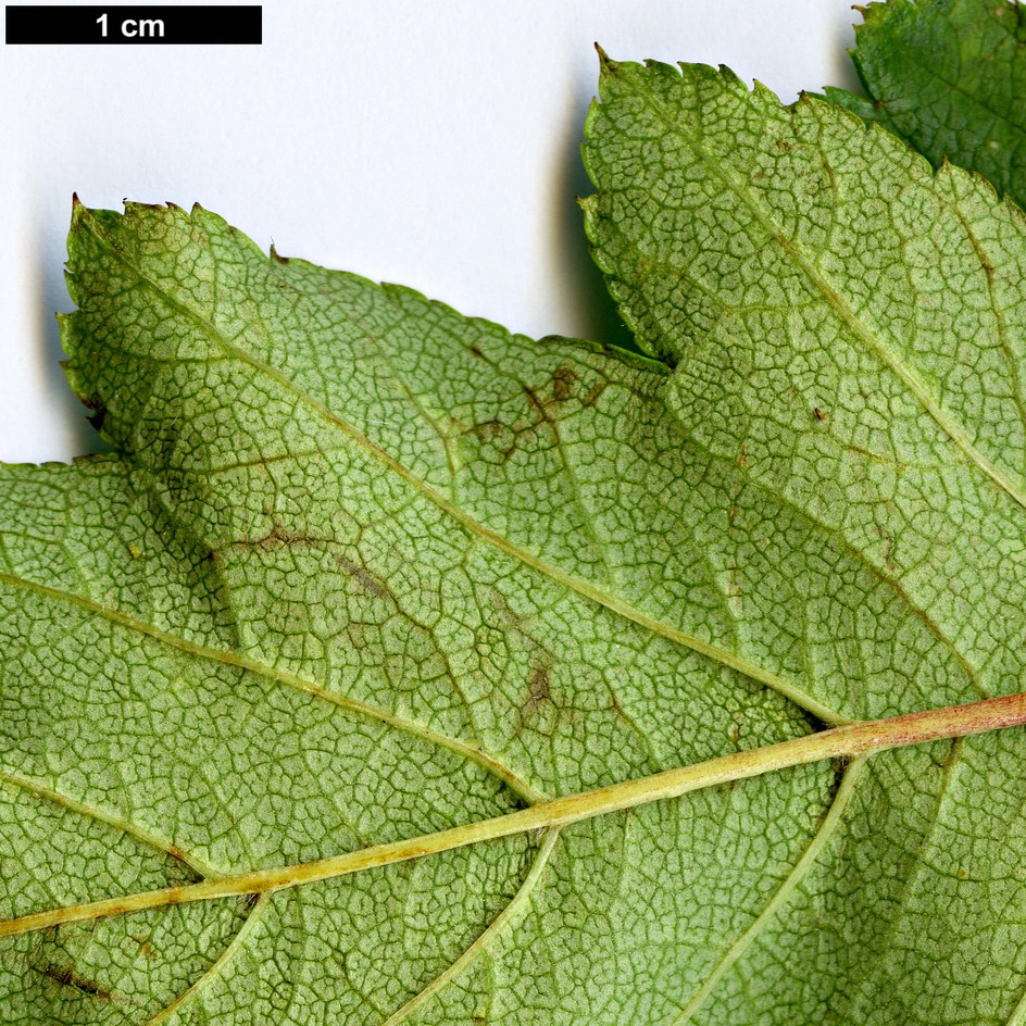 High resolution image: Family: Rosaceae - Genus: Crataegus - Taxon: sheridana