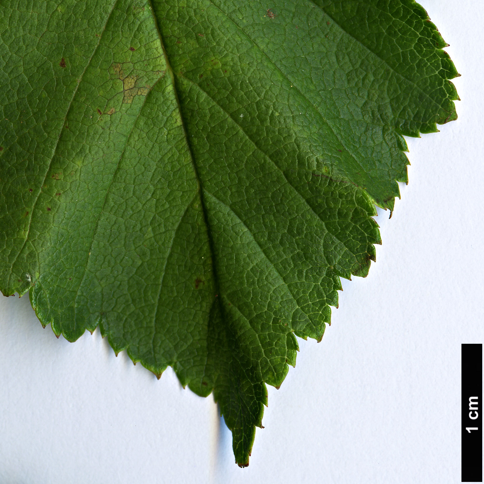 High resolution image: Family: Rosaceae - Genus: Crataegus - Taxon: sheridana