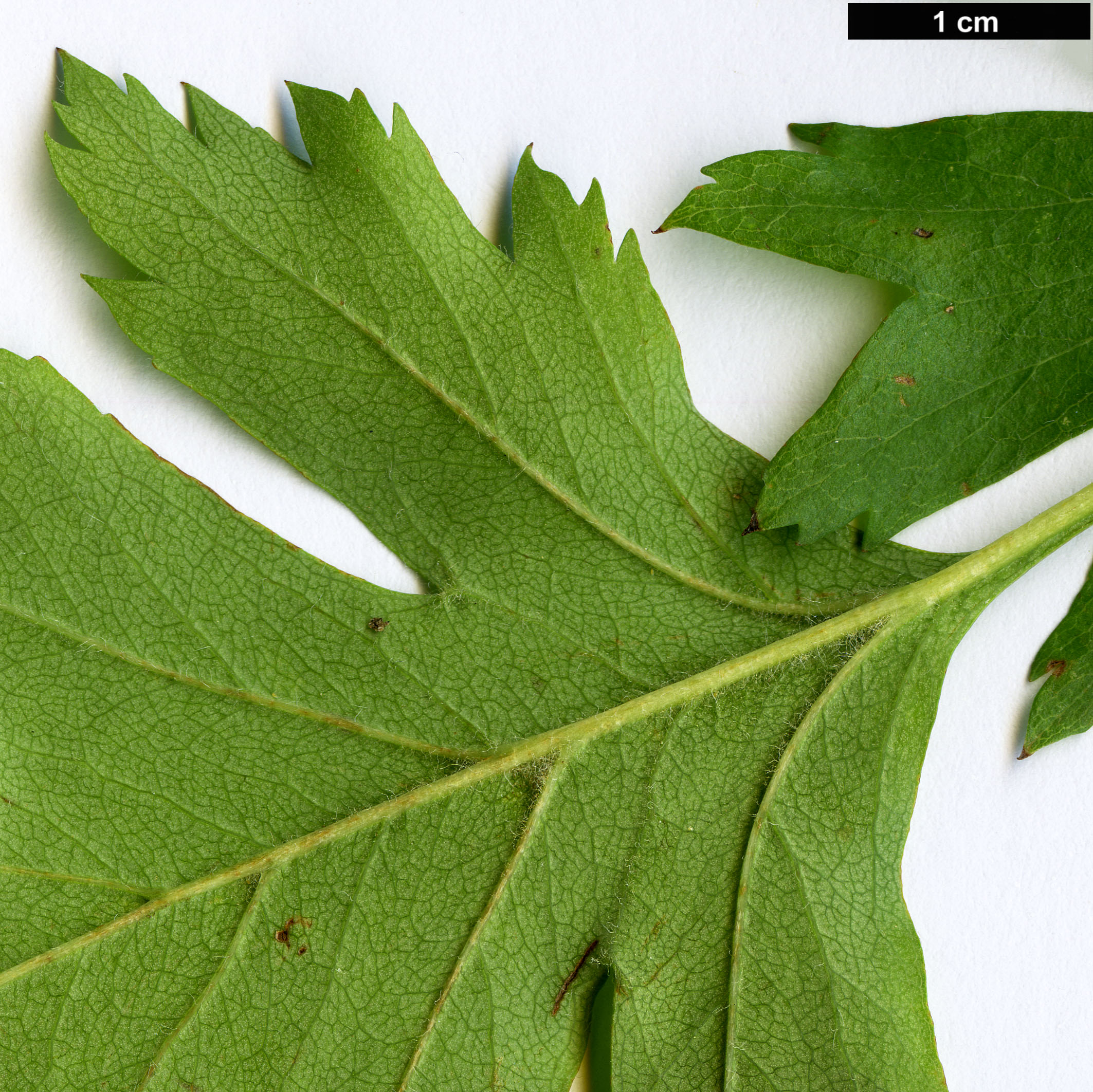 High resolution image: Family: Rosaceae - Genus: Crataegus - Taxon: songarica