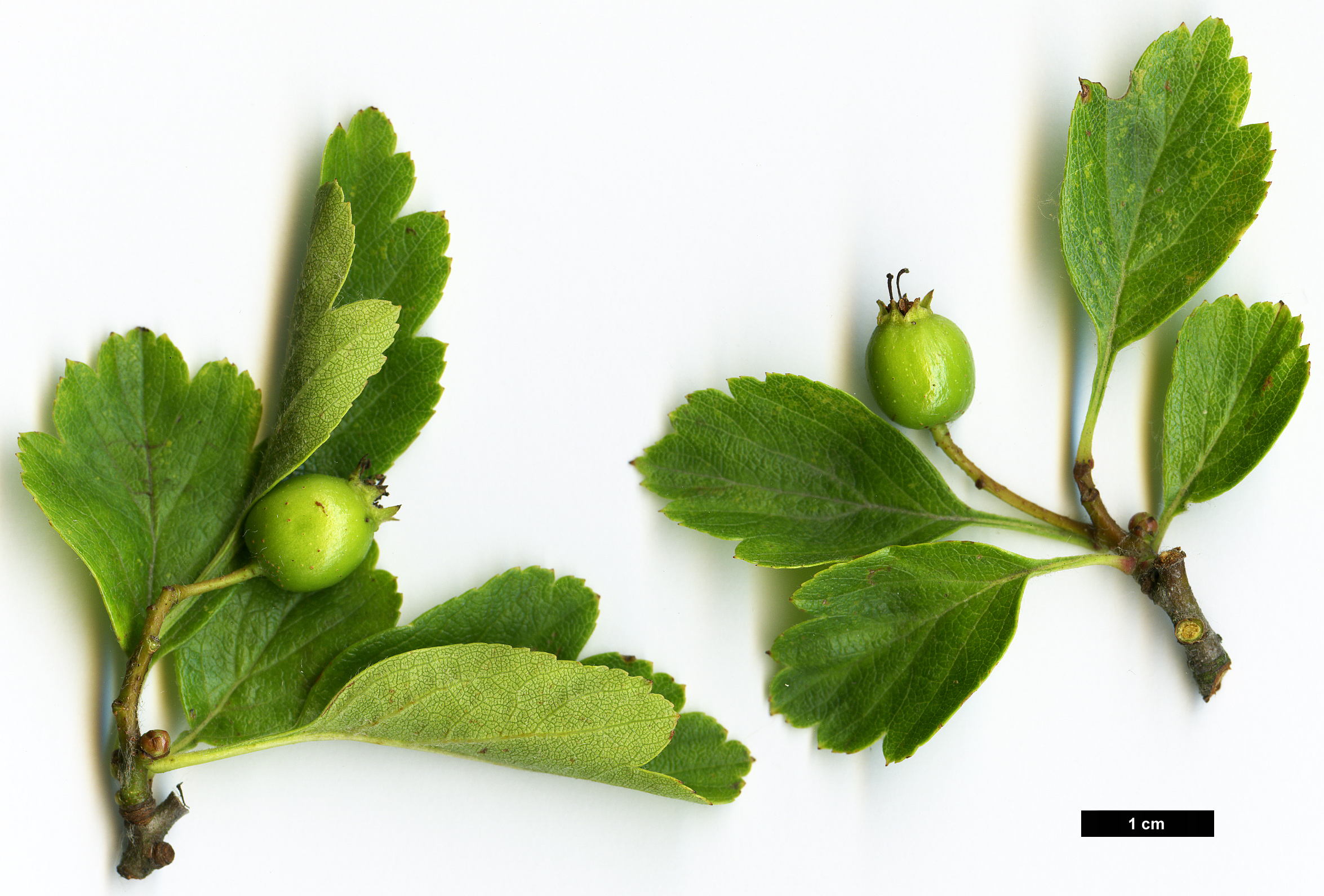 High resolution image: Family: Rosaceae - Genus: Crataegus - Taxon: sorbifolia