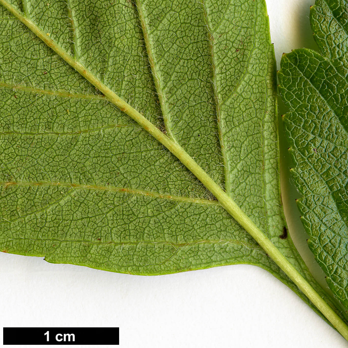 High resolution image: Family: Rosaceae - Genus: Crataegus - Taxon: sorbifolia