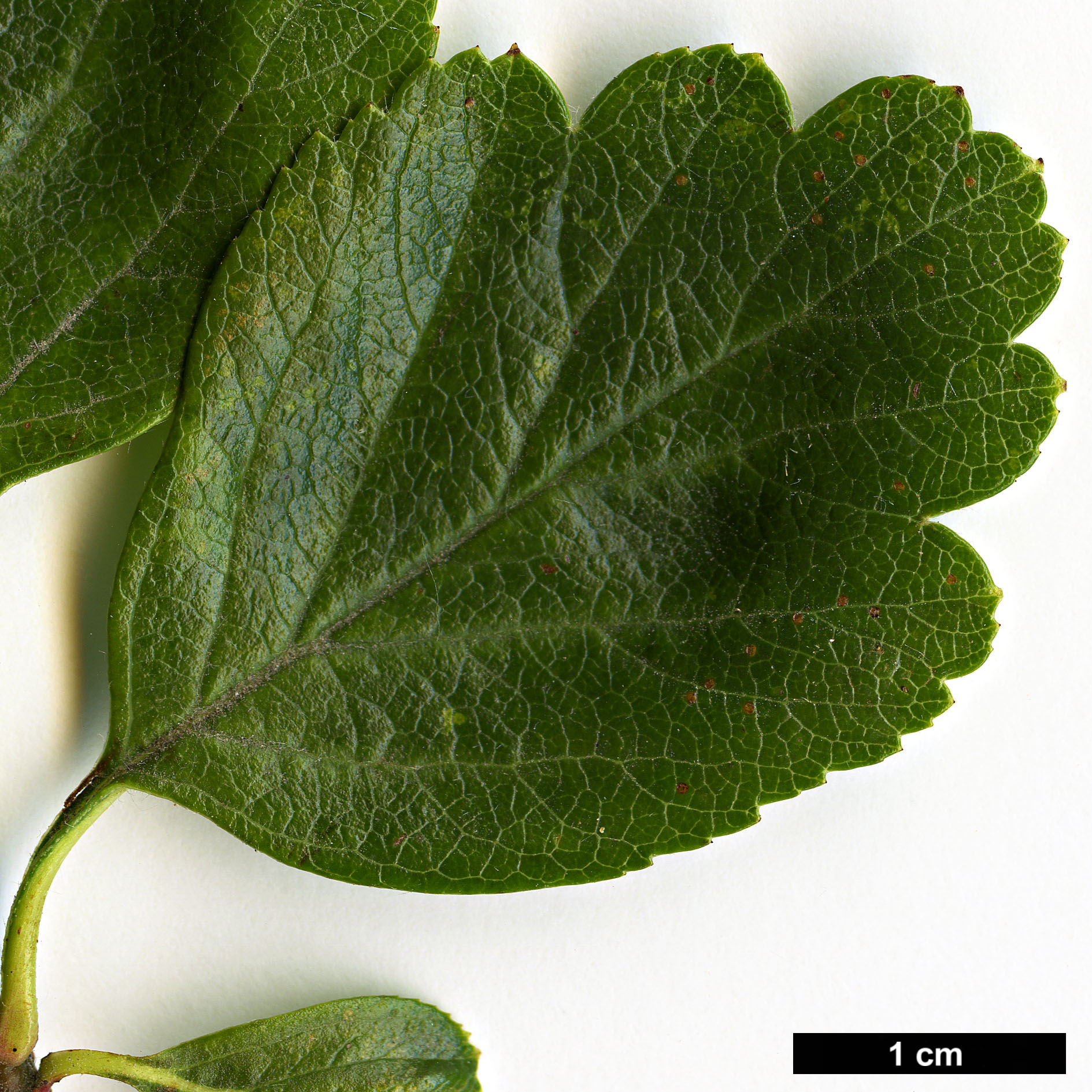 High resolution image: Family: Rosaceae - Genus: Crataegus - Taxon: sorbifolia