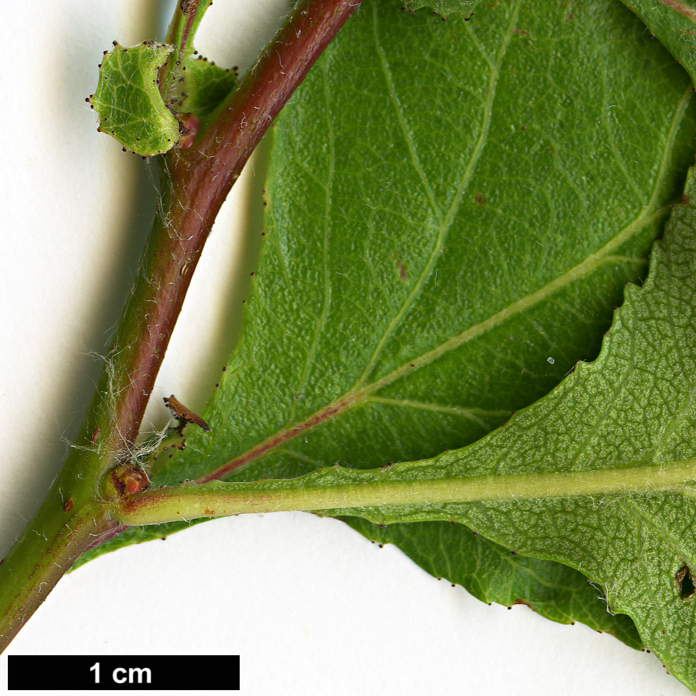 High resolution image: Family: Rosaceae - Genus: Crataegus - Taxon: sororia