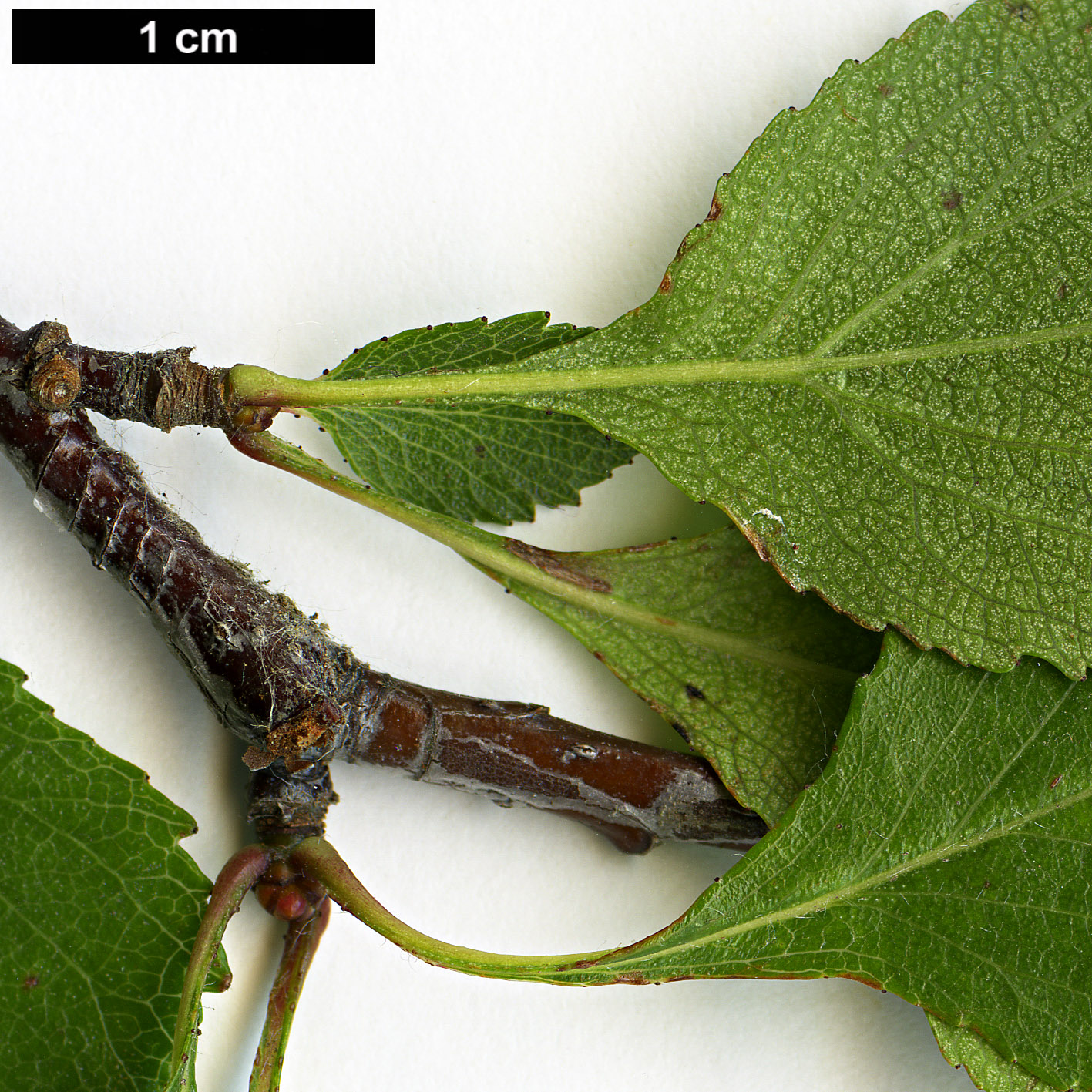 High resolution image: Family: Rosaceae - Genus: Crataegus - Taxon: sororia