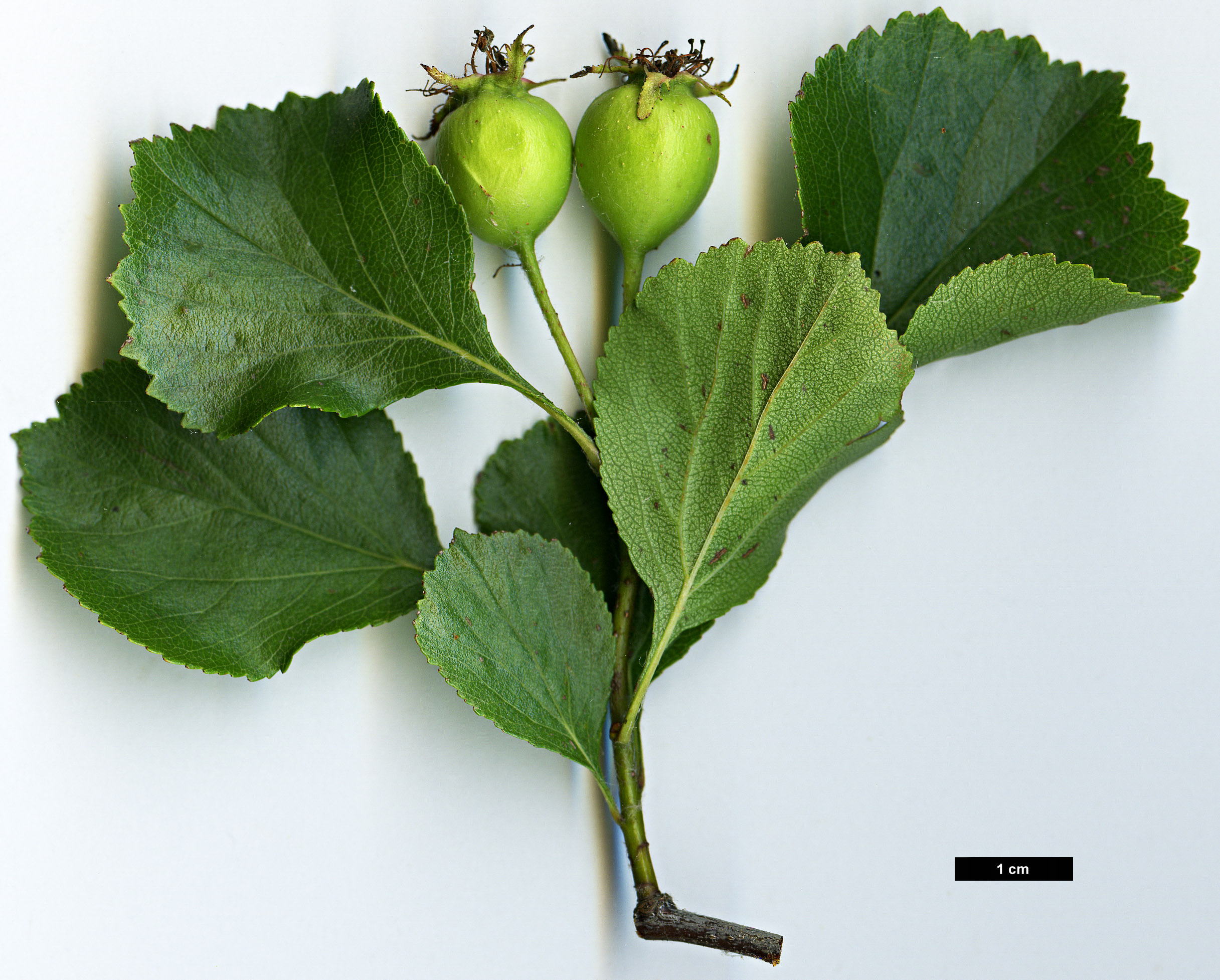 High resolution image: Family: Rosaceae - Genus: Crataegus - Taxon: sororia