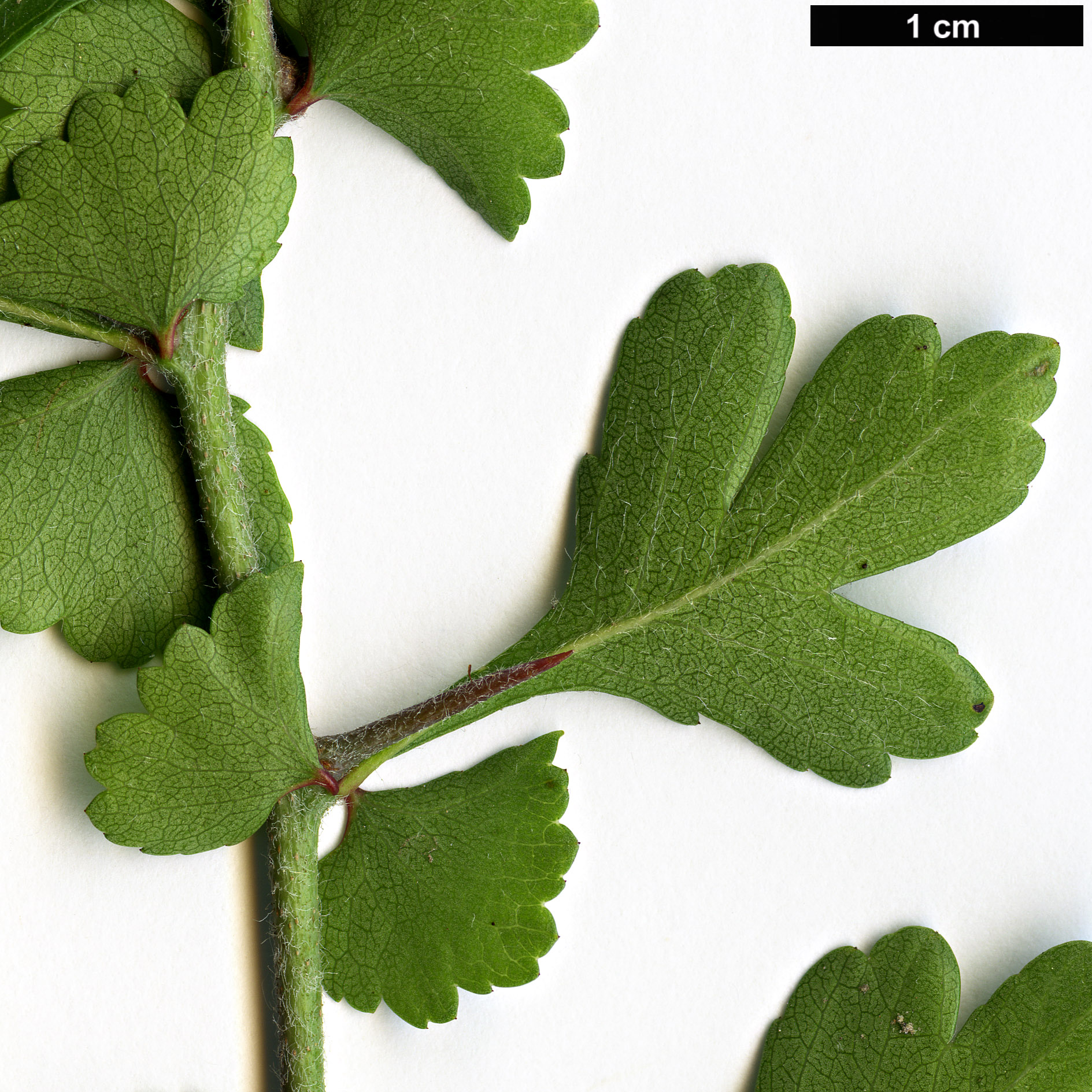 High resolution image: Family: Rosaceae - Genus: Crataegus - Taxon: spathulata