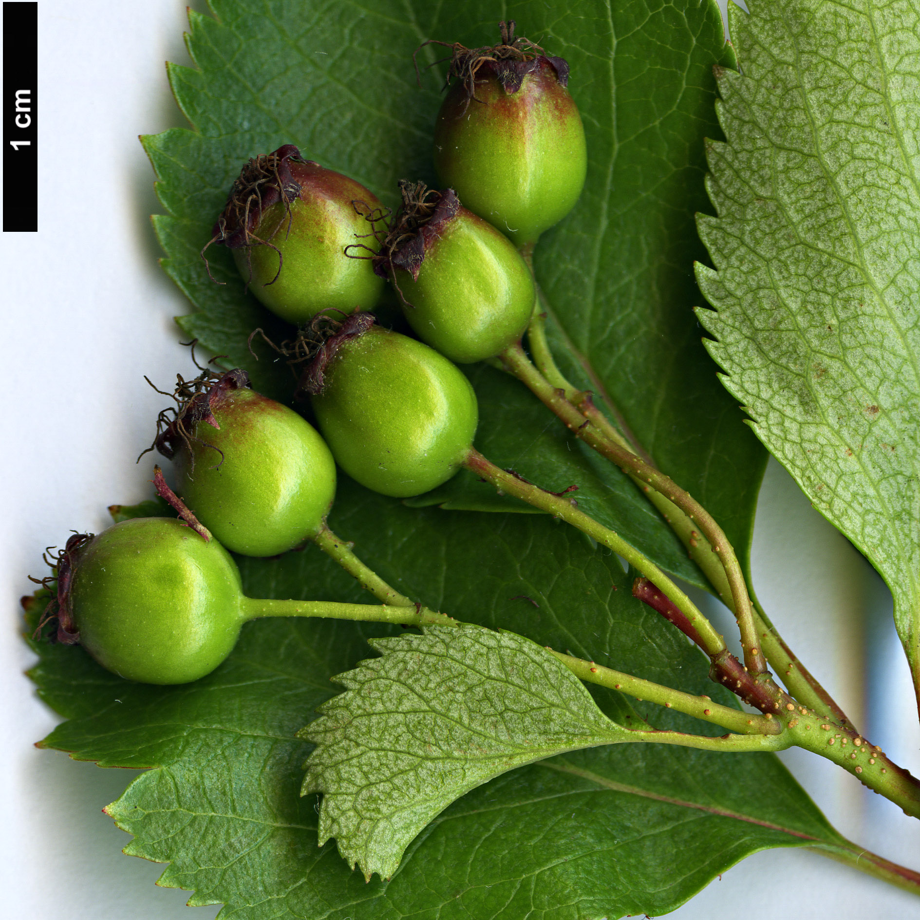 High resolution image: Family: Rosaceae - Genus: Crataegus - Taxon: suksdorfii