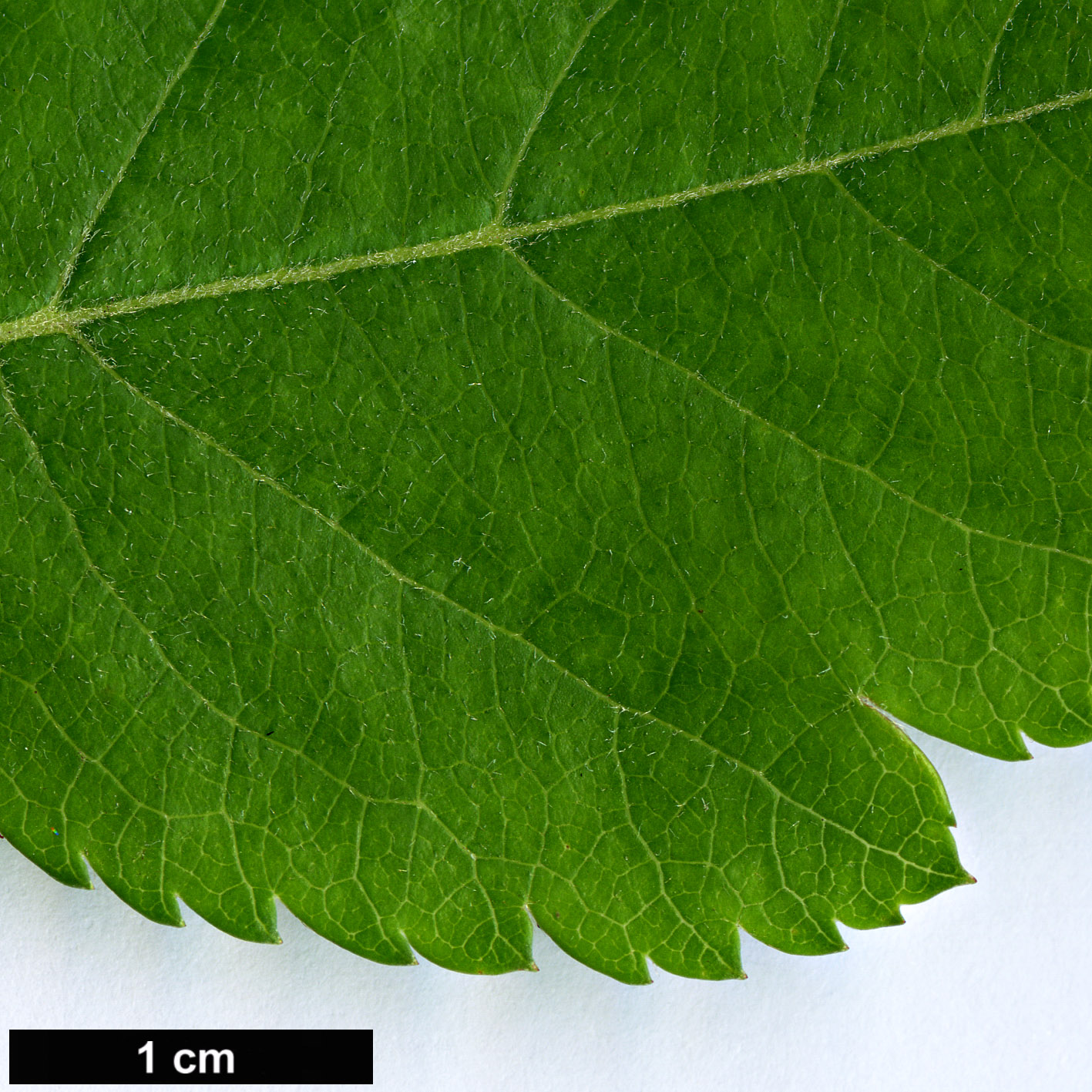 High resolution image: Family: Rosaceae - Genus: Crataegus - Taxon: suksdorfii