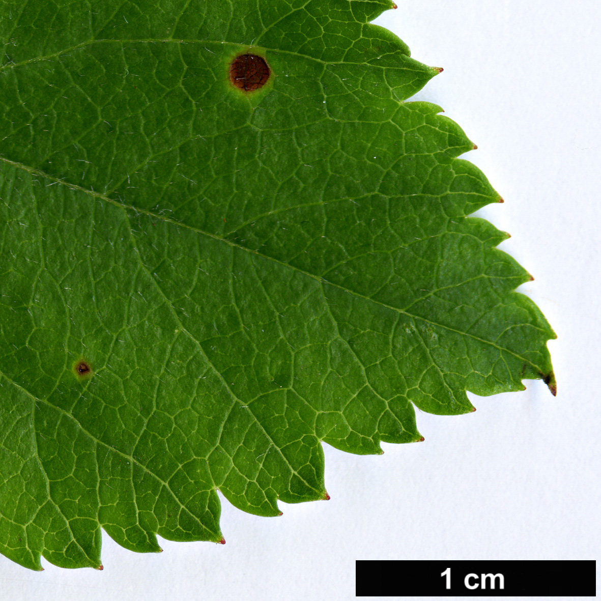 High resolution image: Family: Rosaceae - Genus: Crataegus - Taxon: suksdorfii