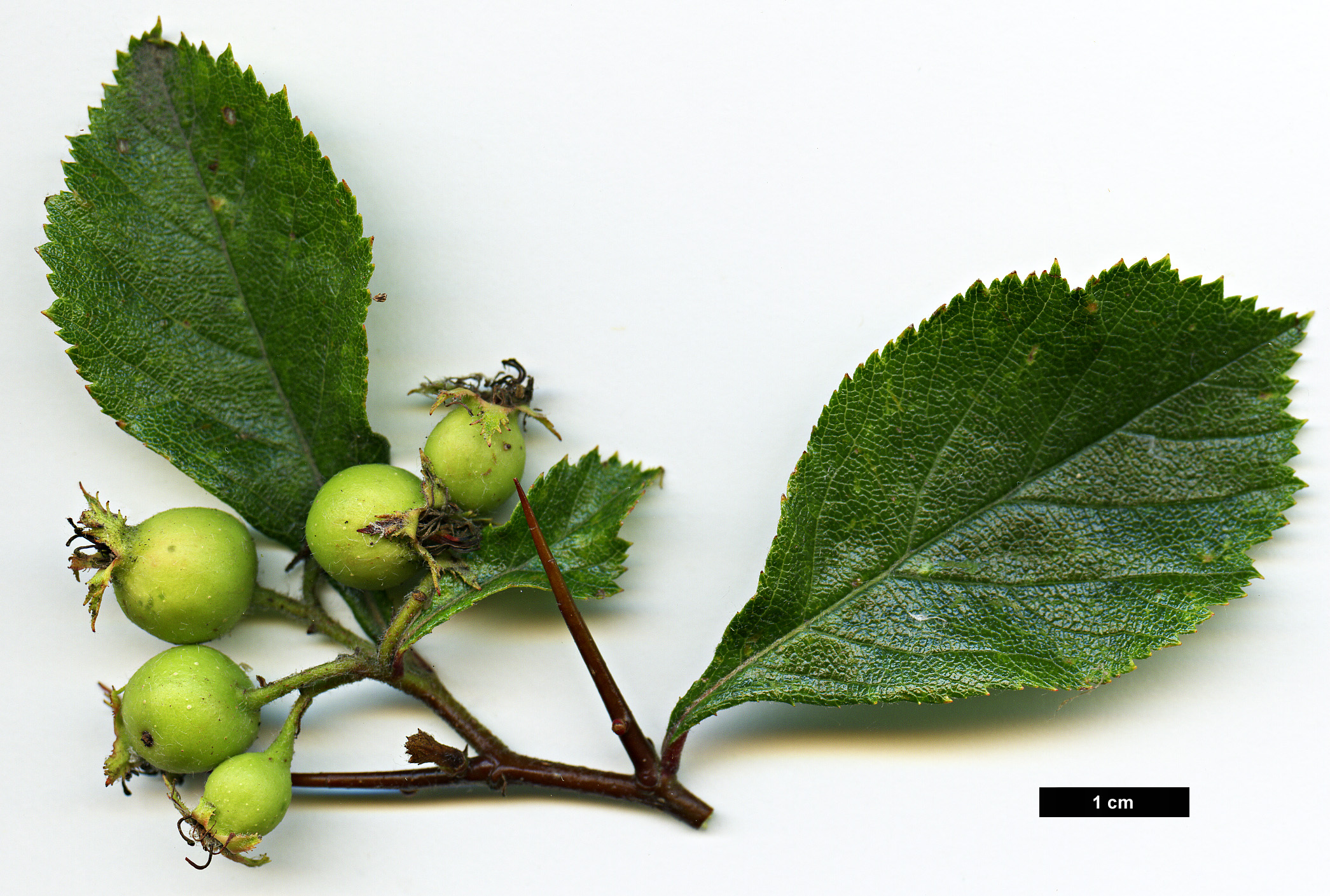 High resolution image: Family: Rosaceae - Genus: Crataegus - Taxon: tracyi