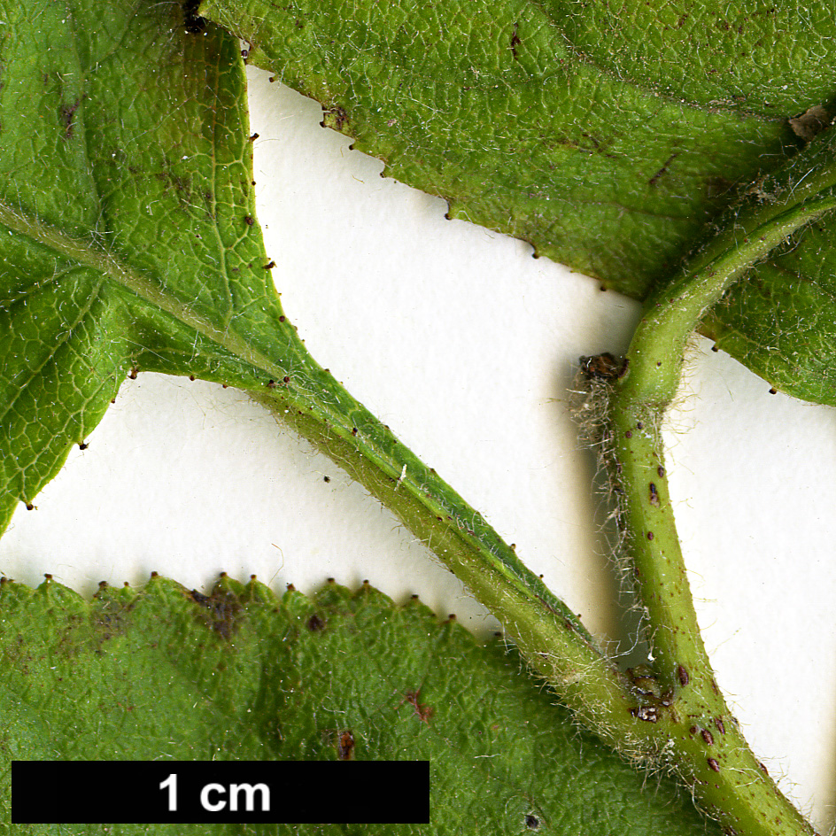 High resolution image: Family: Rosaceae - Genus: Crataegus - Taxon: triflora