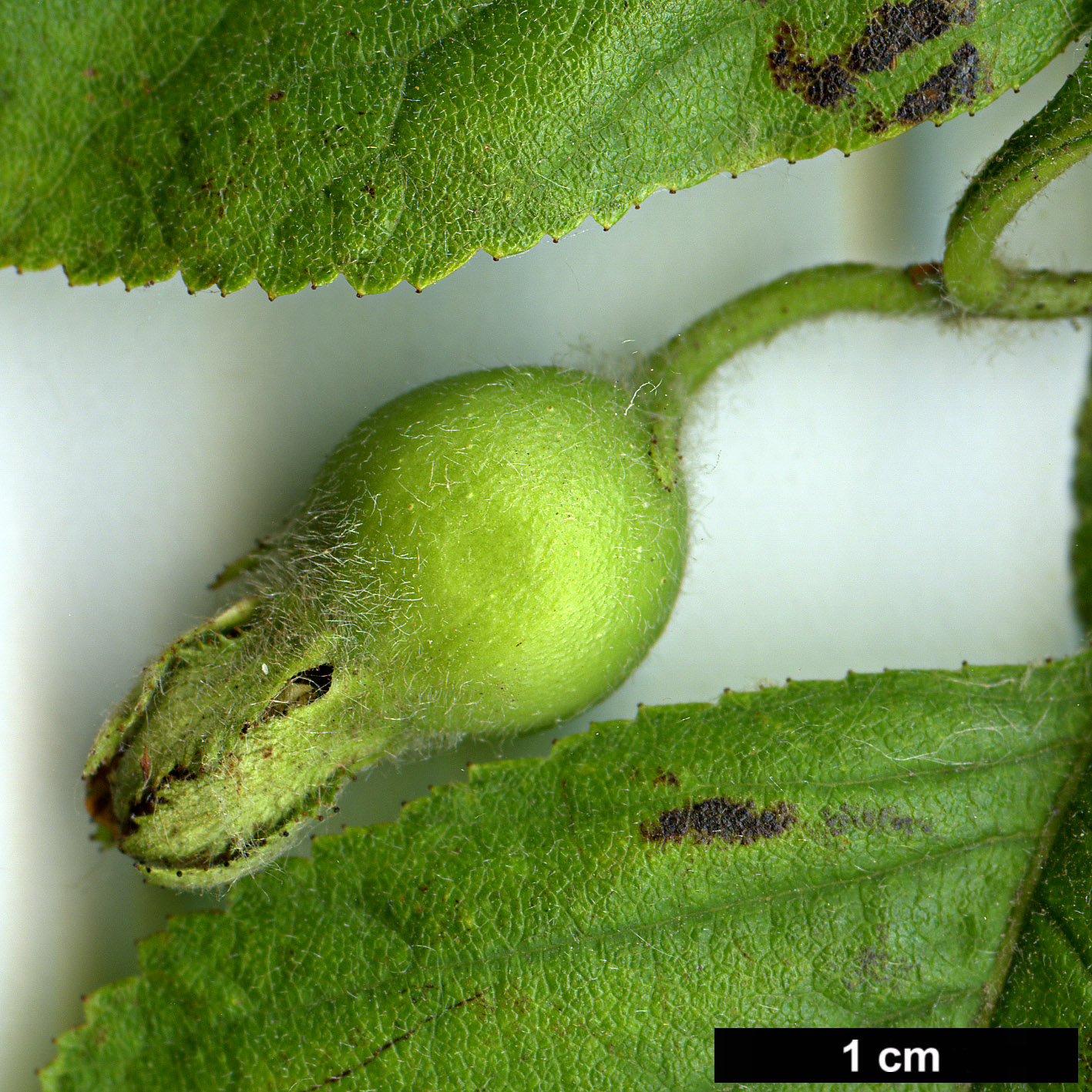 High resolution image: Family: Rosaceae - Genus: Crataegus - Taxon: triflora