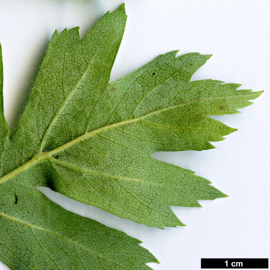 High resolution image: Family: Rosaceae - Genus: Crataegus - Taxon: turkestanica