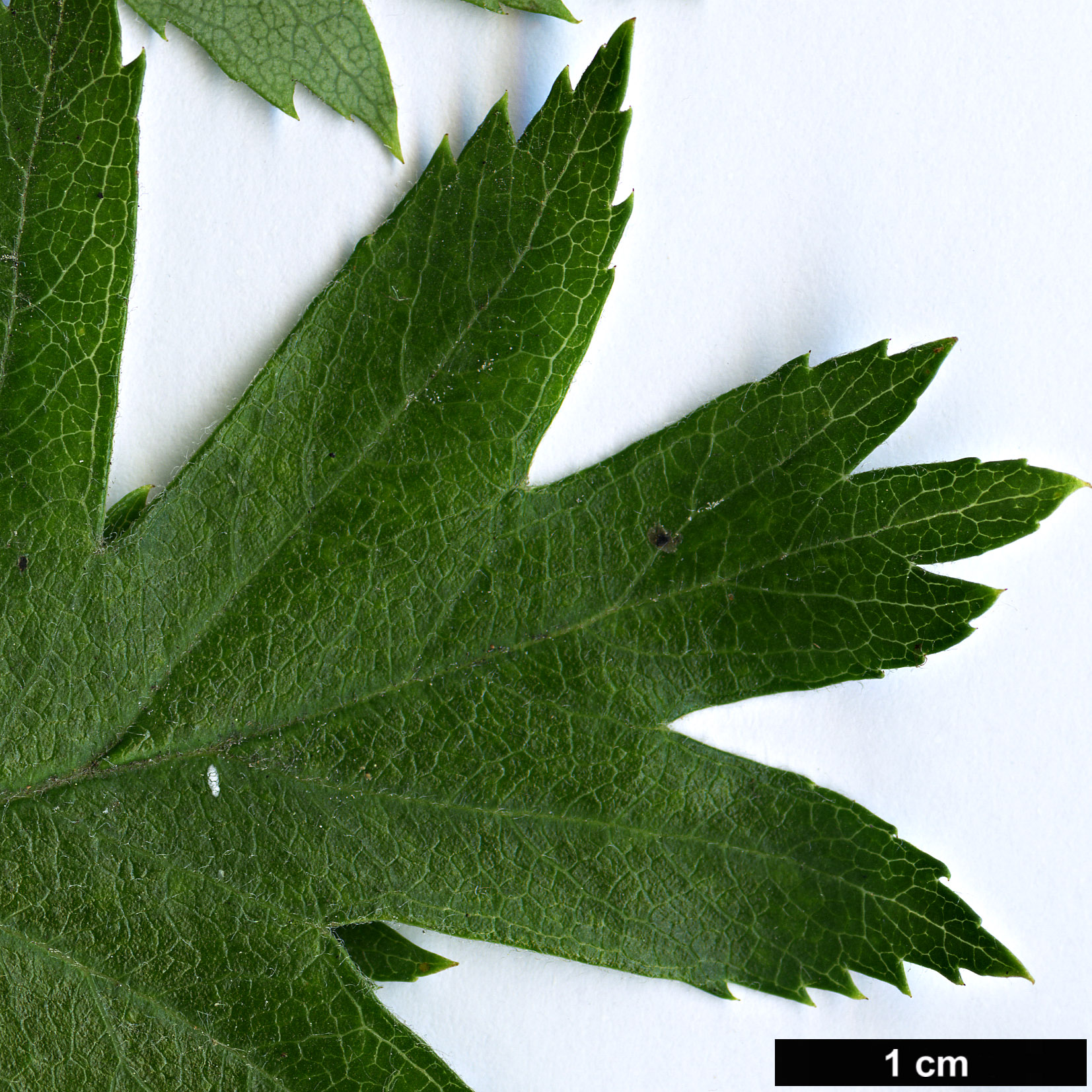 High resolution image: Family: Rosaceae - Genus: Crataegus - Taxon: turkestanica