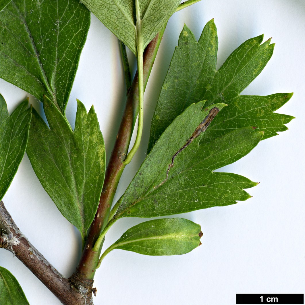 High resolution image: Family: Rosaceae - Genus: Crataegus - Taxon: turkestanica