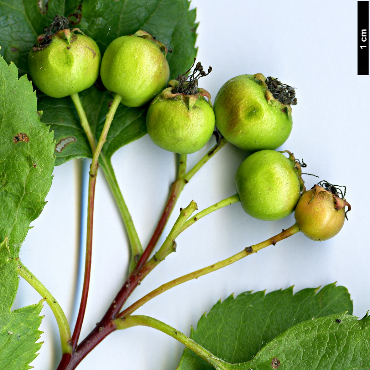 High resolution image: Family: Rosaceae - Genus: Crataegus - Taxon: wattiana