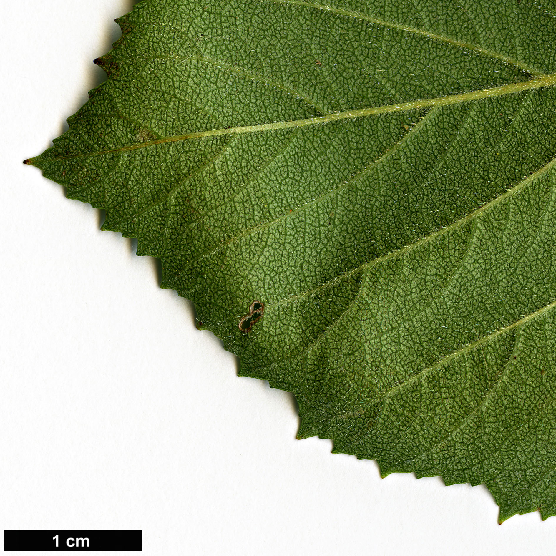 High resolution image: Family: Rosaceae - Genus: Crataegus - Taxon: ×dispessa