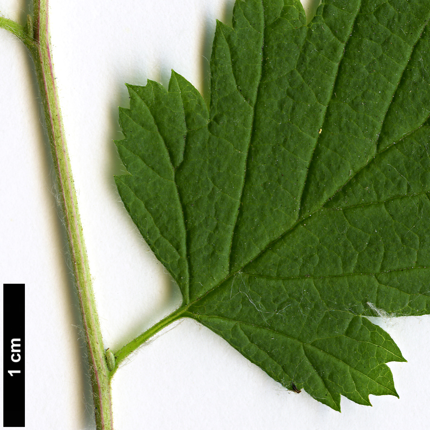 High resolution image: Family: Rosaceae - Genus: Holodiscus - Taxon: discolor
