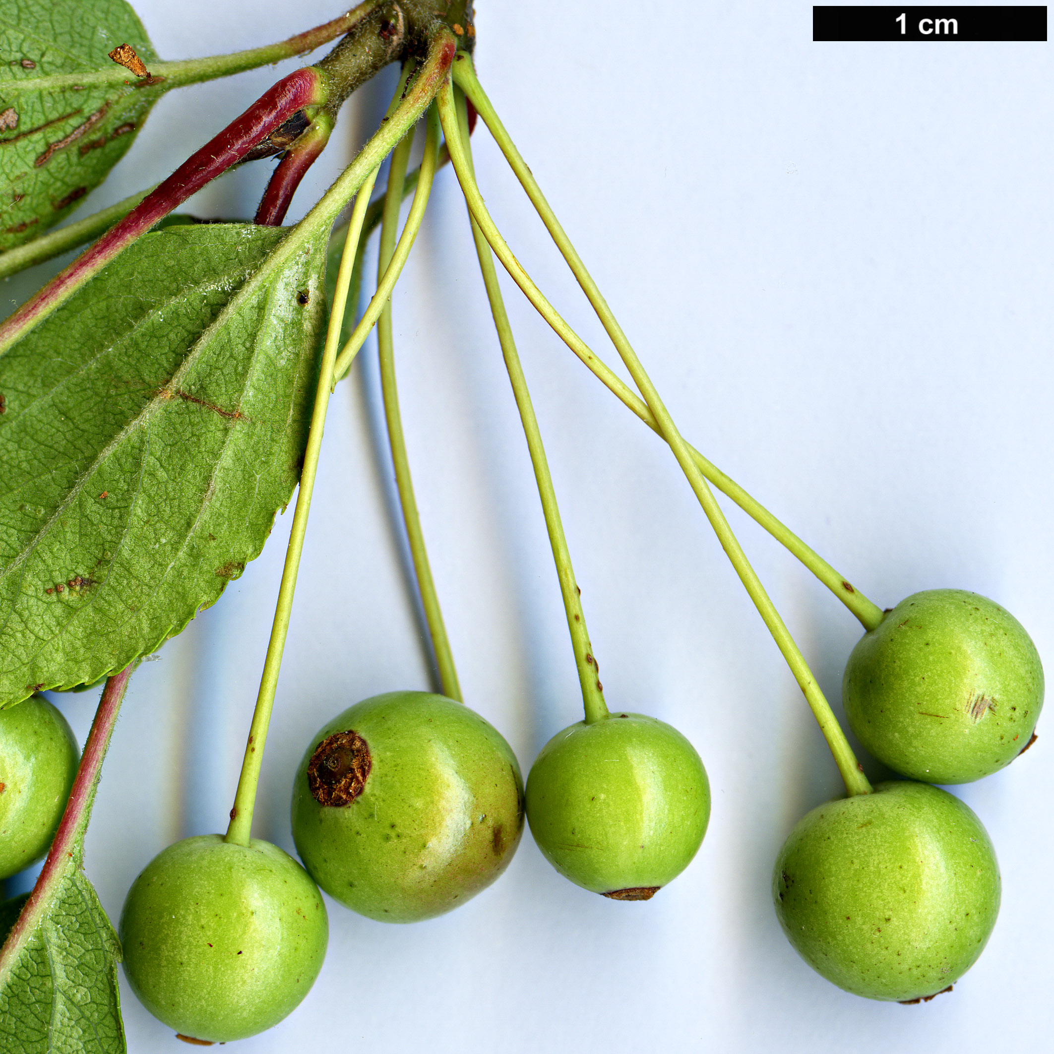 High resolution image: Family: Rosaceae - Genus: Malus - Taxon: hupehensis