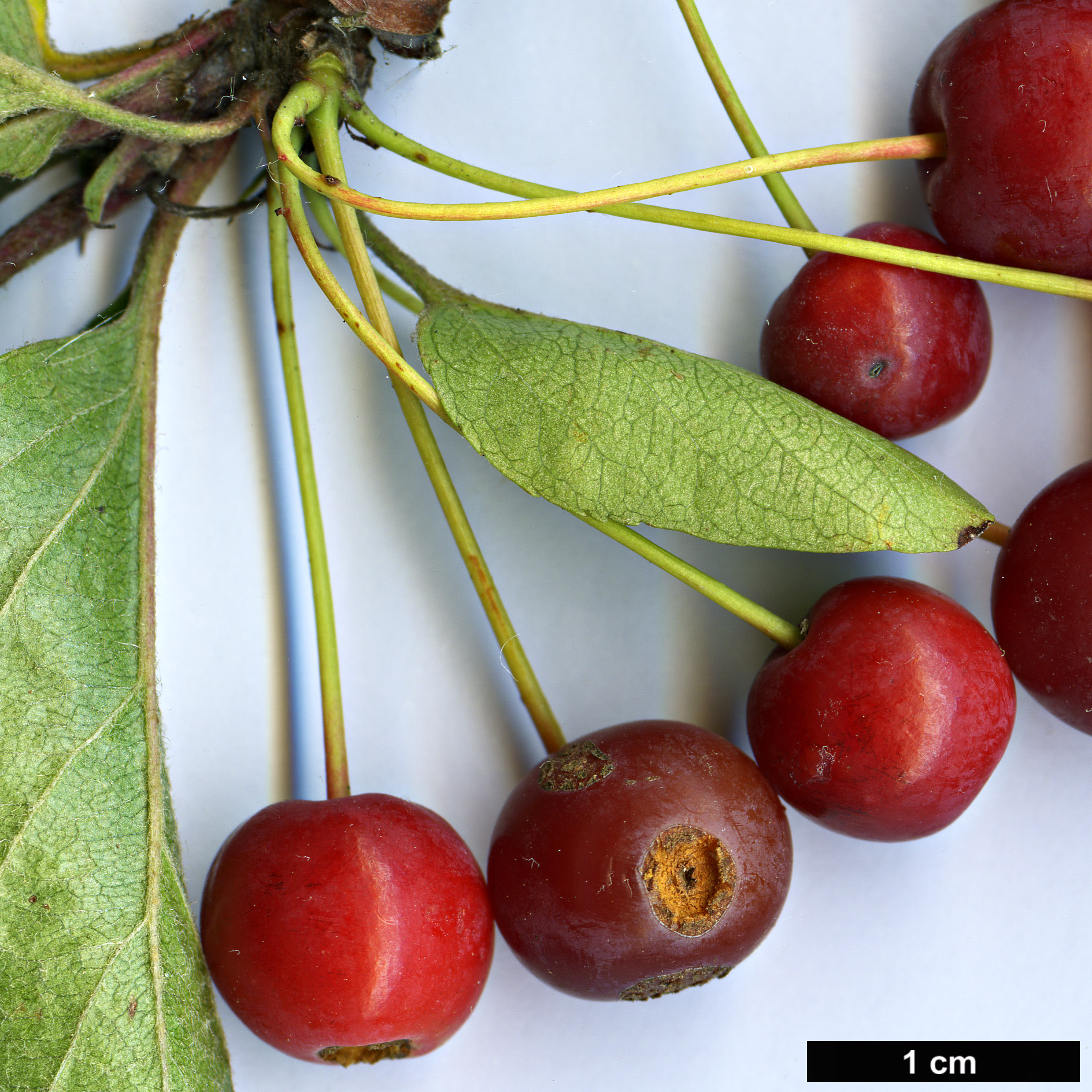 High resolution image: Family: Rosaceae - Genus: Malus - Taxon: sargentii