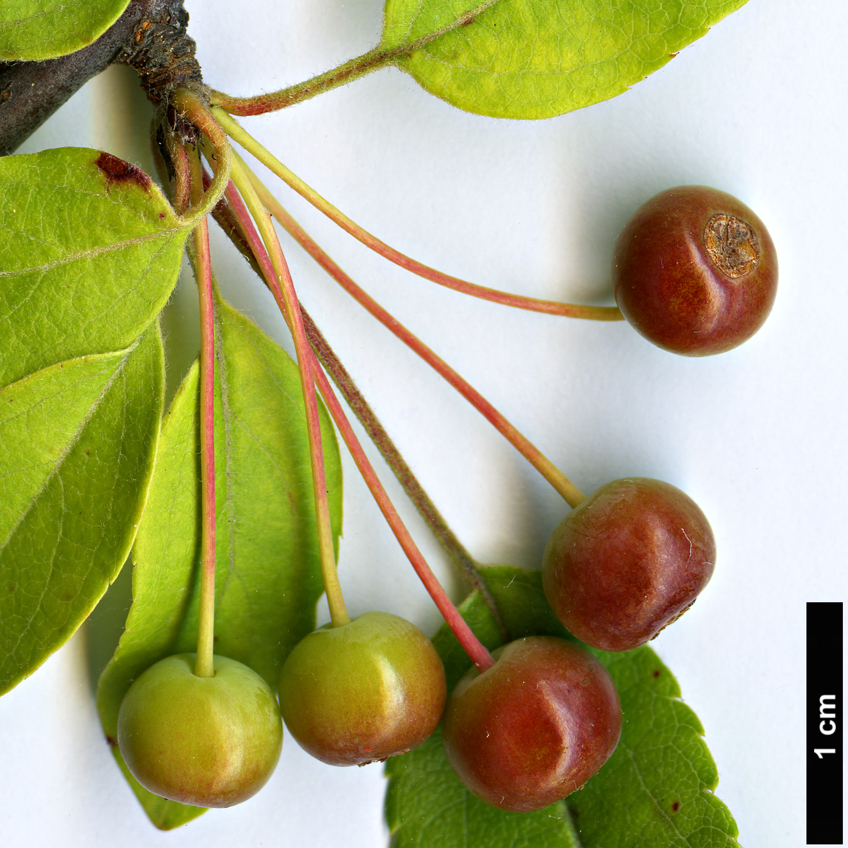 High resolution image: Family: Rosaceae - Genus: Malus - Taxon: sieboldii