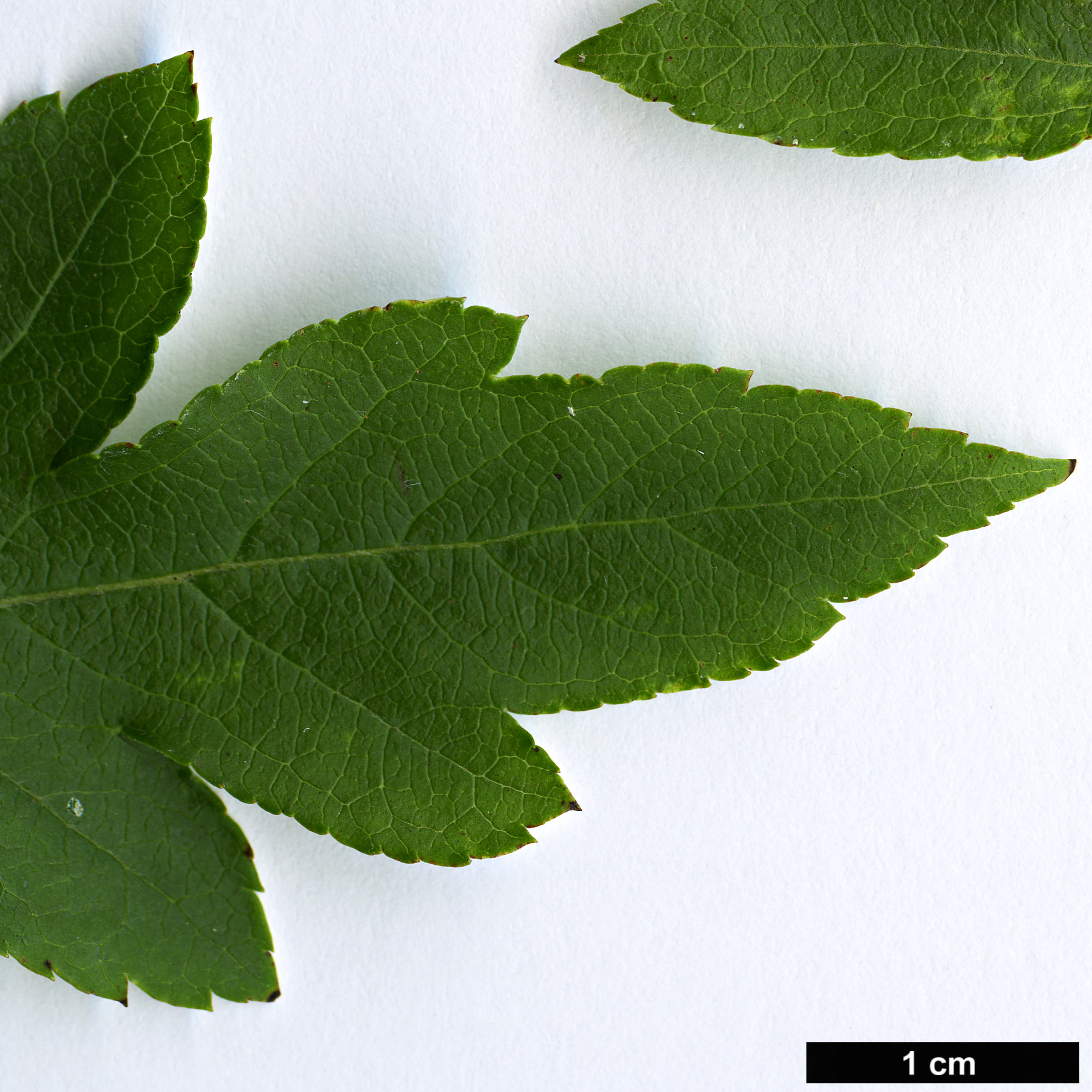 High resolution image: Family: Rosaceae - Genus: Malus - Taxon: toringoides