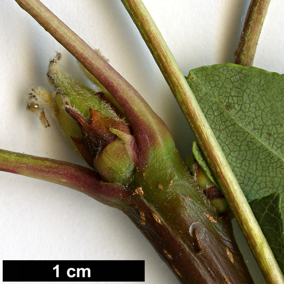 High resolution image: Family: Rosaceae - Genus: Malus - Taxon: trilobata