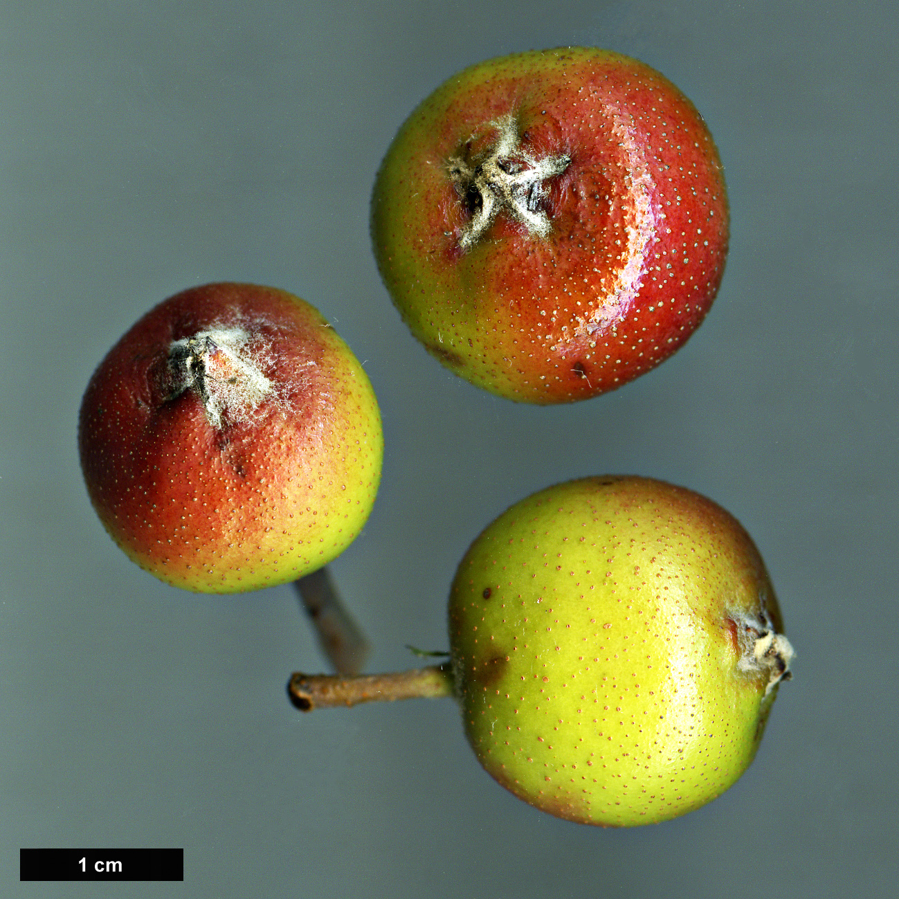 High resolution image: Family: Rosaceae - Genus: Malus - Taxon: tschonoskii