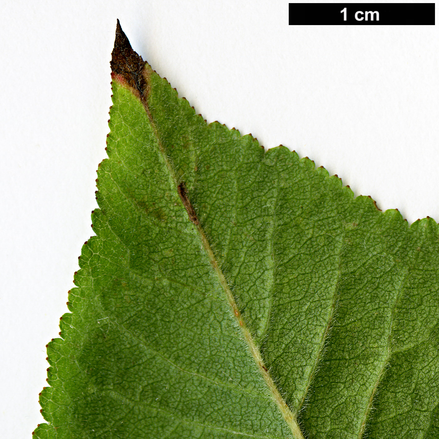 High resolution image: Family: Rosaceae - Genus: Mespilus - Taxon: germanica