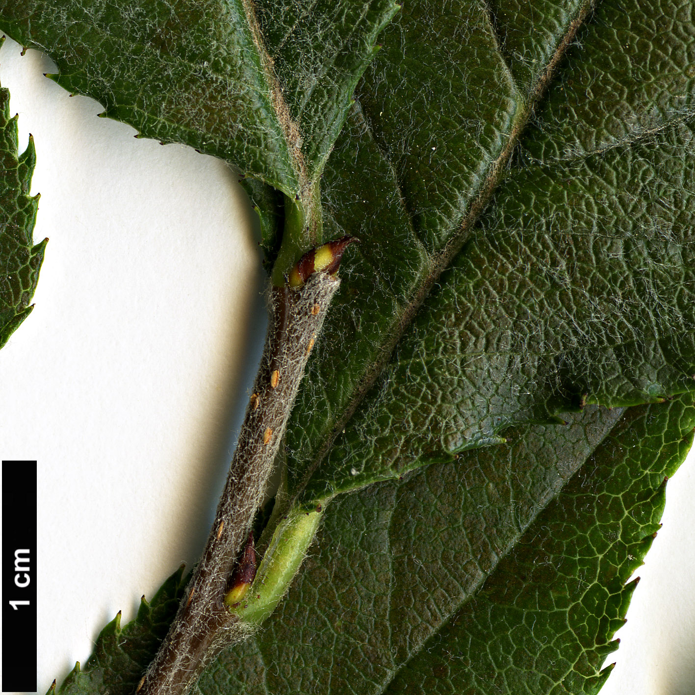 High resolution image: Family: Rosaceae - Genus: Photinia - Taxon: arguta