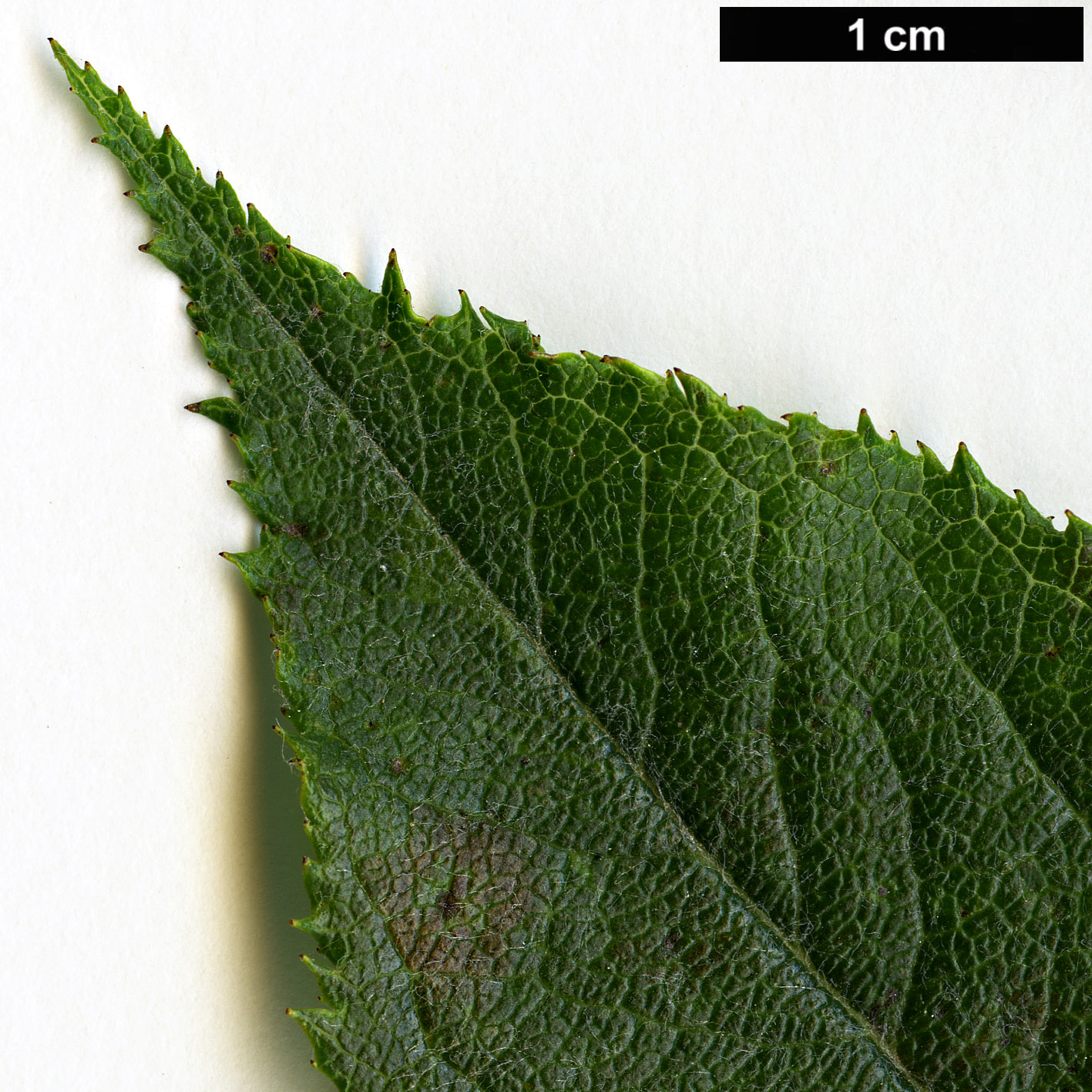 High resolution image: Family: Rosaceae - Genus: Photinia - Taxon: arguta