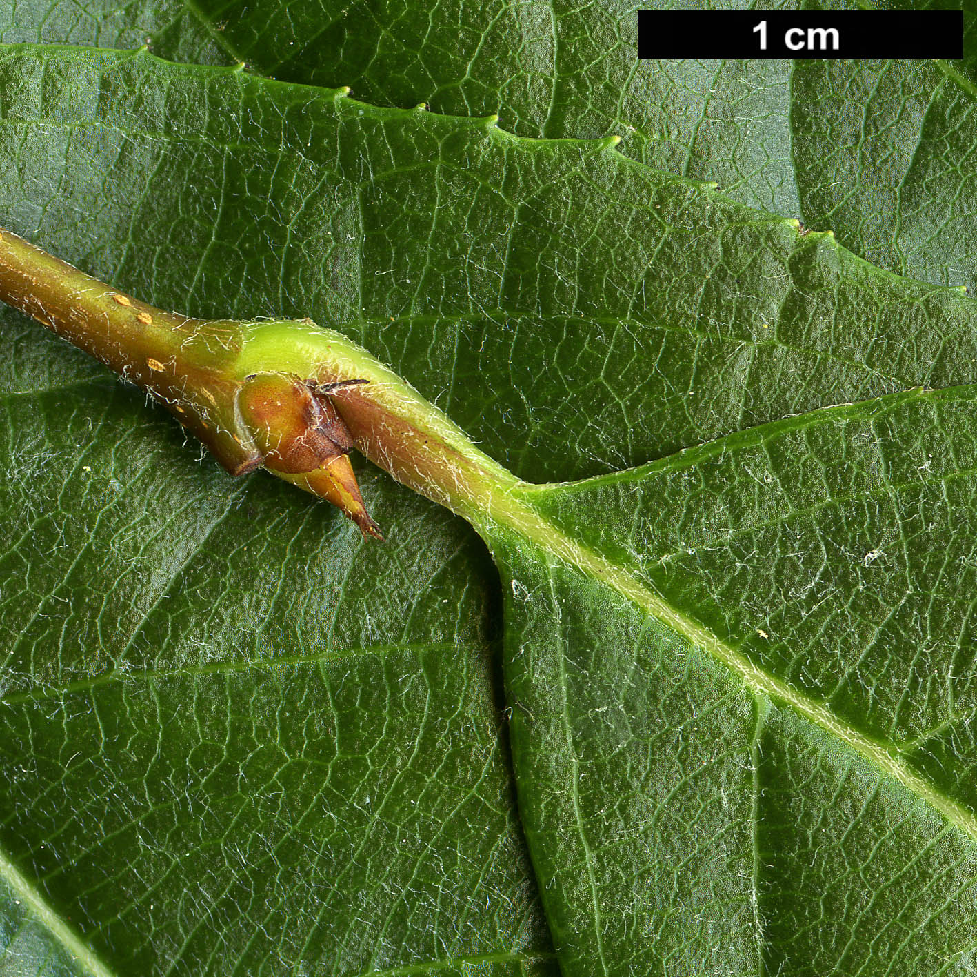 High resolution image: Family: Rosaceae - Genus: Photinia - Taxon: beauverdiana