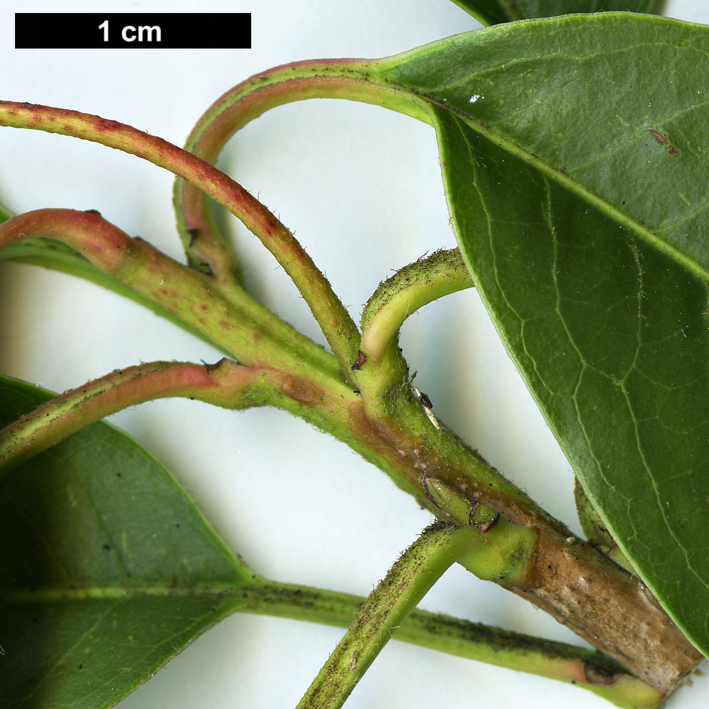 High resolution image: Family: Rosaceae - Genus: Photinia - Taxon: davidiana