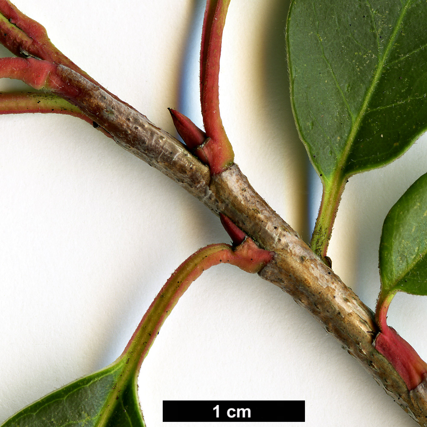 High resolution image: Family: Rosaceae - Genus: Photinia - Taxon: davidiana