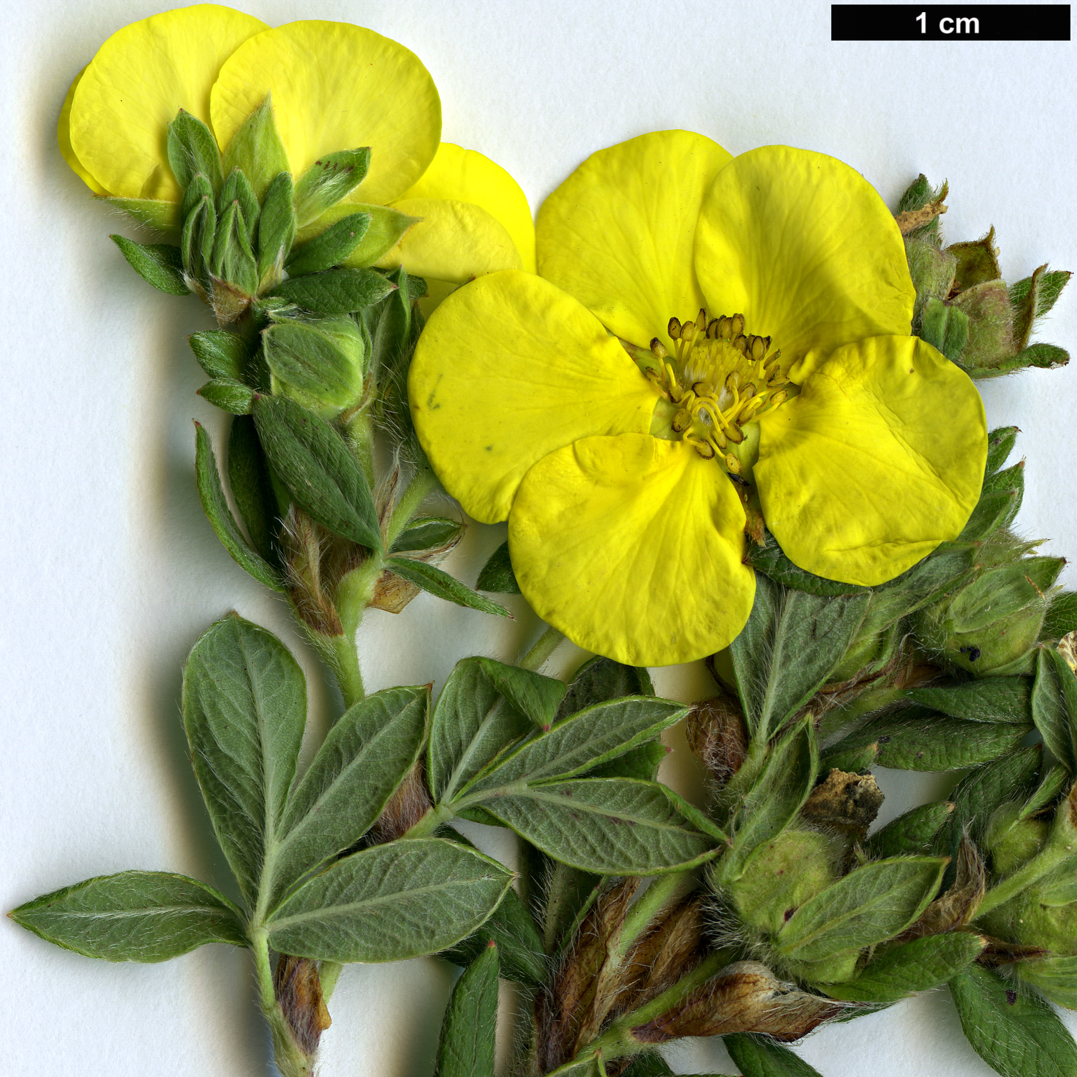 High resolution image: Family: Rosaceae - Genus: Potentilla - Taxon: fruticosa