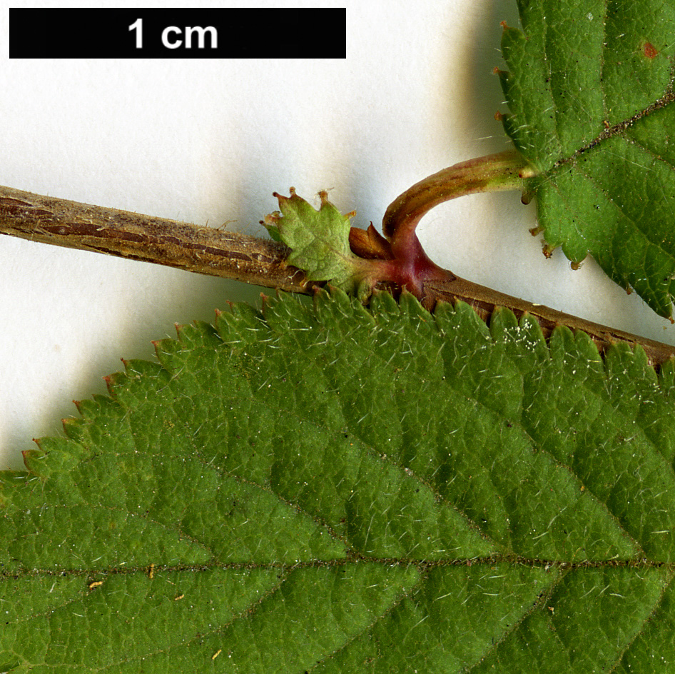 High resolution image: Family: Rosaceae - Genus: Prunus - Taxon: canescens