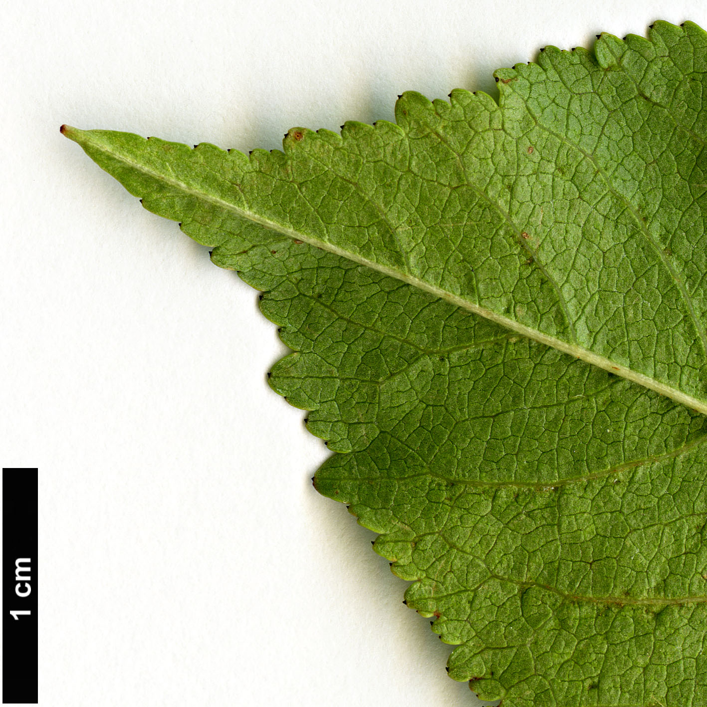 High resolution image: Family: Rosaceae - Genus: Prunus - Taxon: cerasus