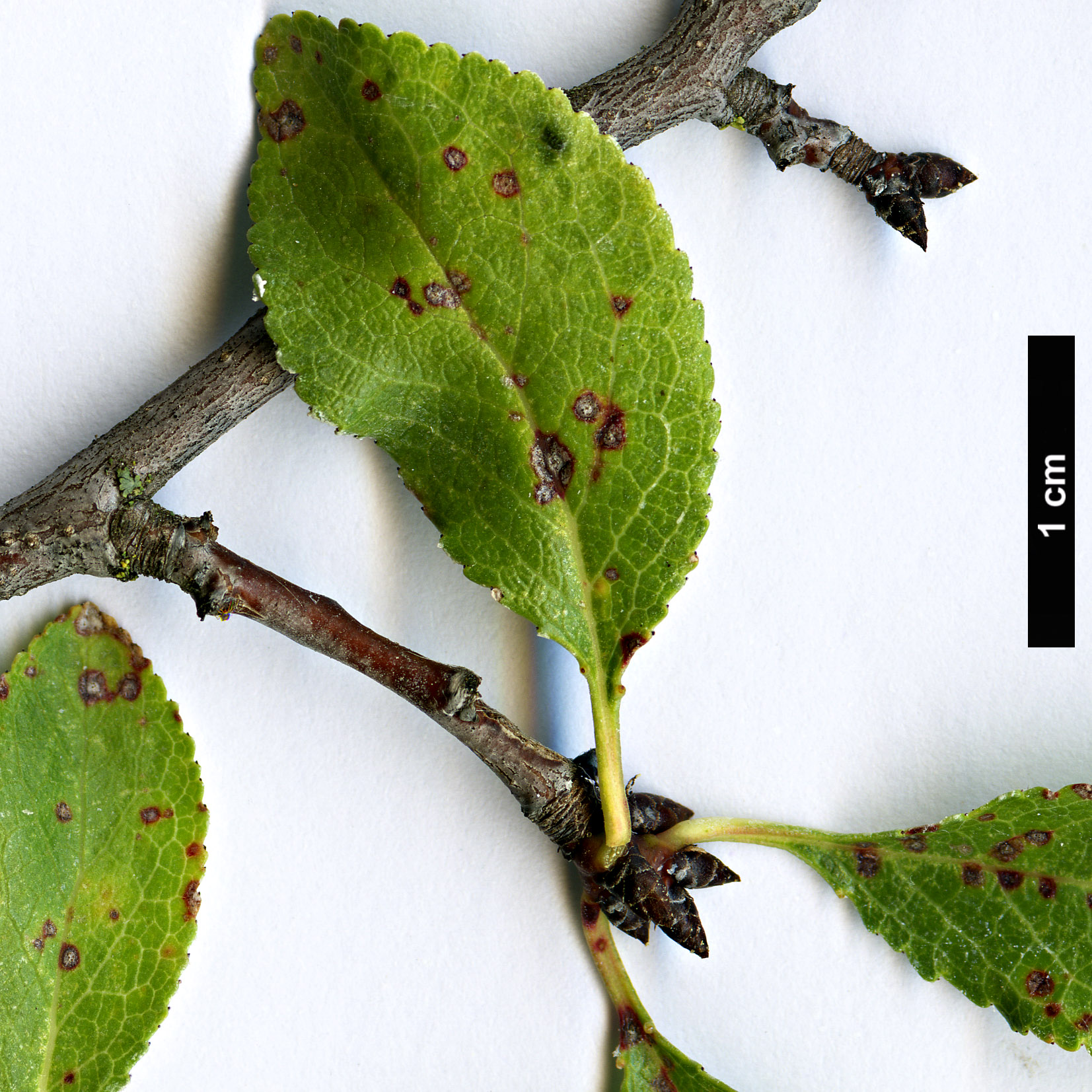 High resolution image: Family: Rosaceae - Genus: Prunus - Taxon: cocomilia