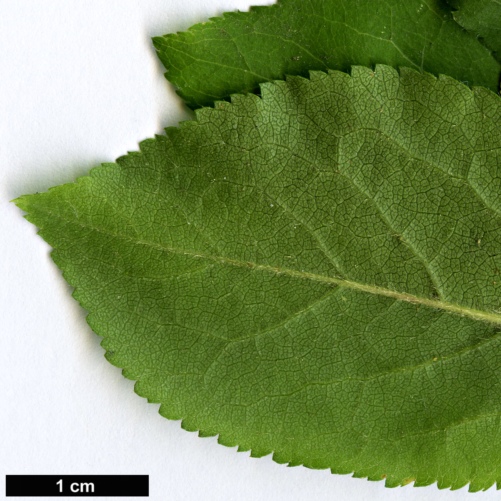 High resolution image: Family: Rosaceae - Genus: Prunus - Taxon: divaricata