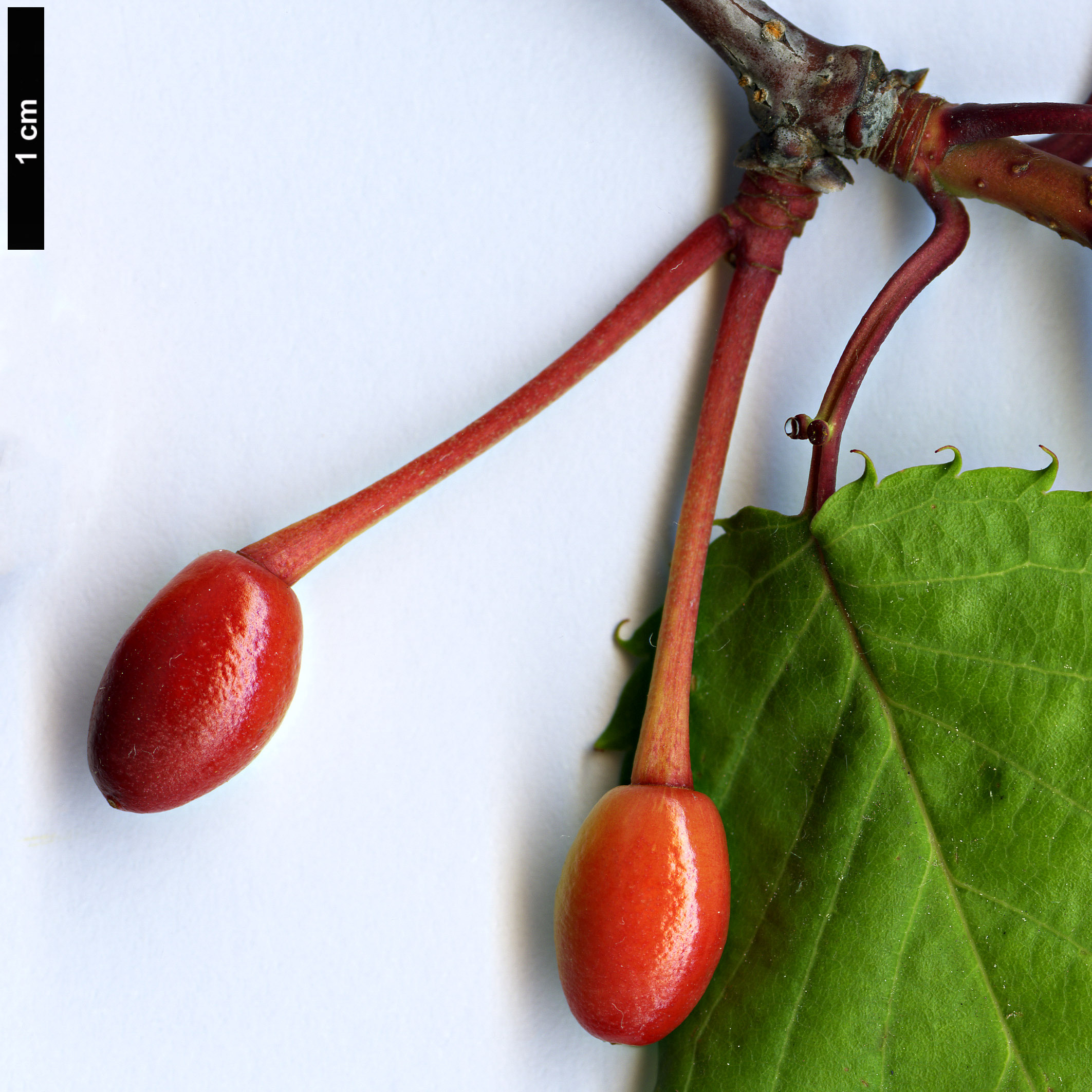 High resolution image: Family: Rosaceae - Genus: Prunus - Taxon: sargentii