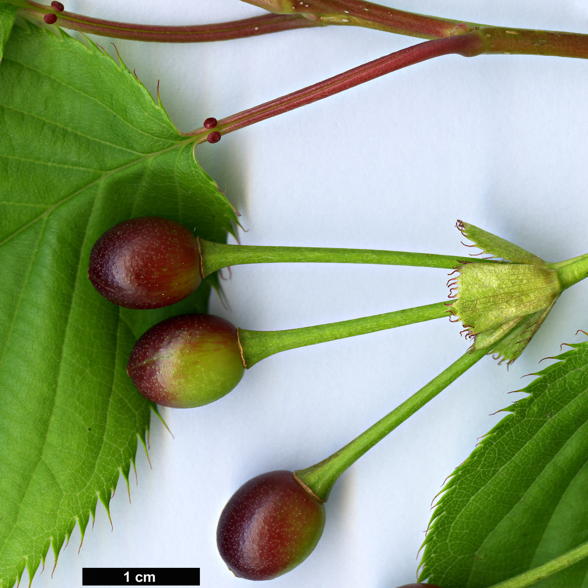 High resolution image: Family: Rosaceae - Genus: Prunus - Taxon: speciosa