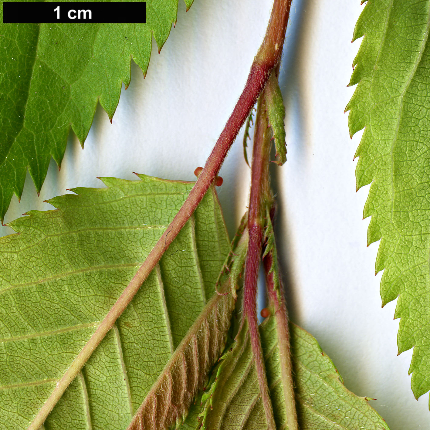 High resolution image: Family: Rosaceae - Genus: Prunus - Taxon: takesimensis