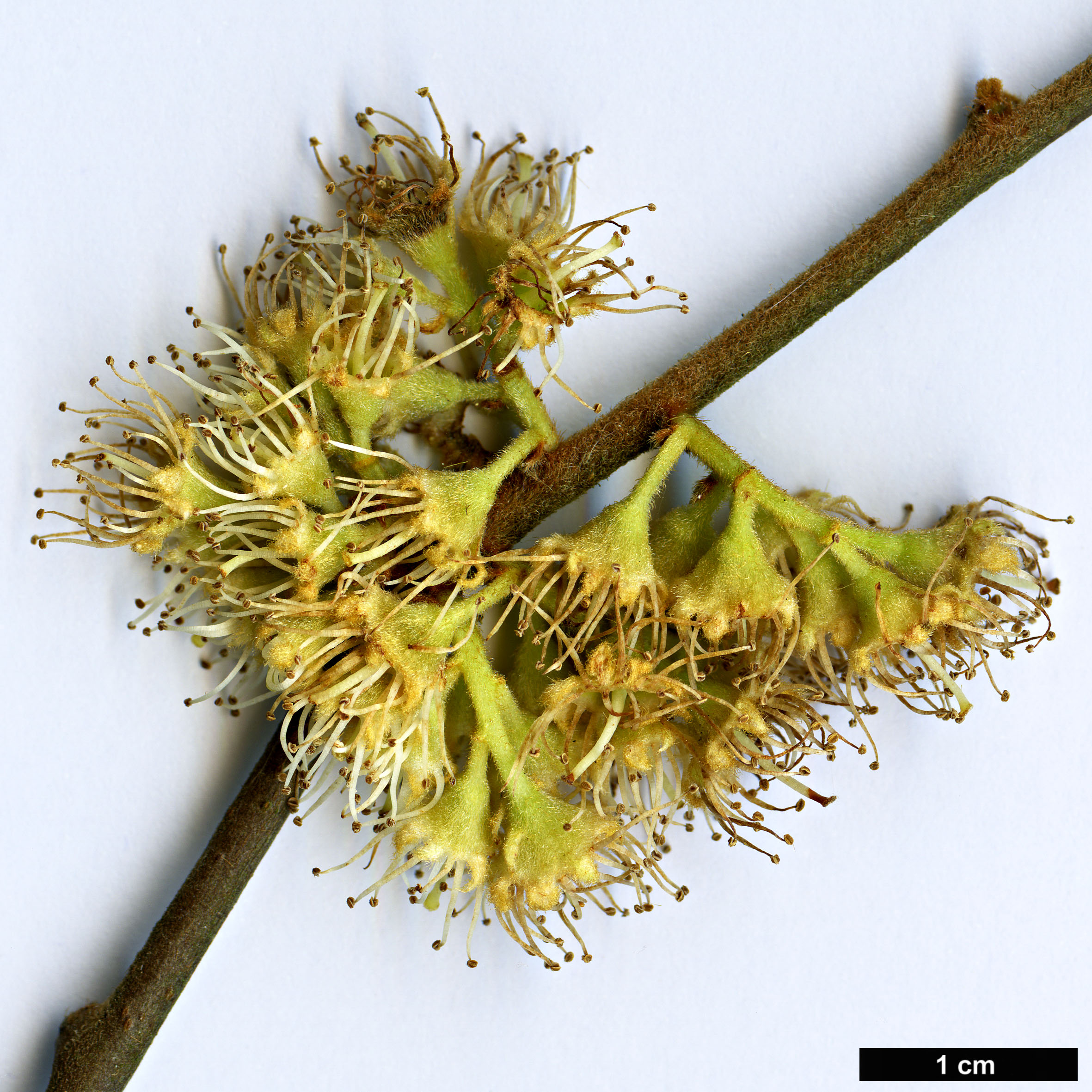 High resolution image: Family: Rosaceae - Genus: Pygeum - Taxon: oblongum