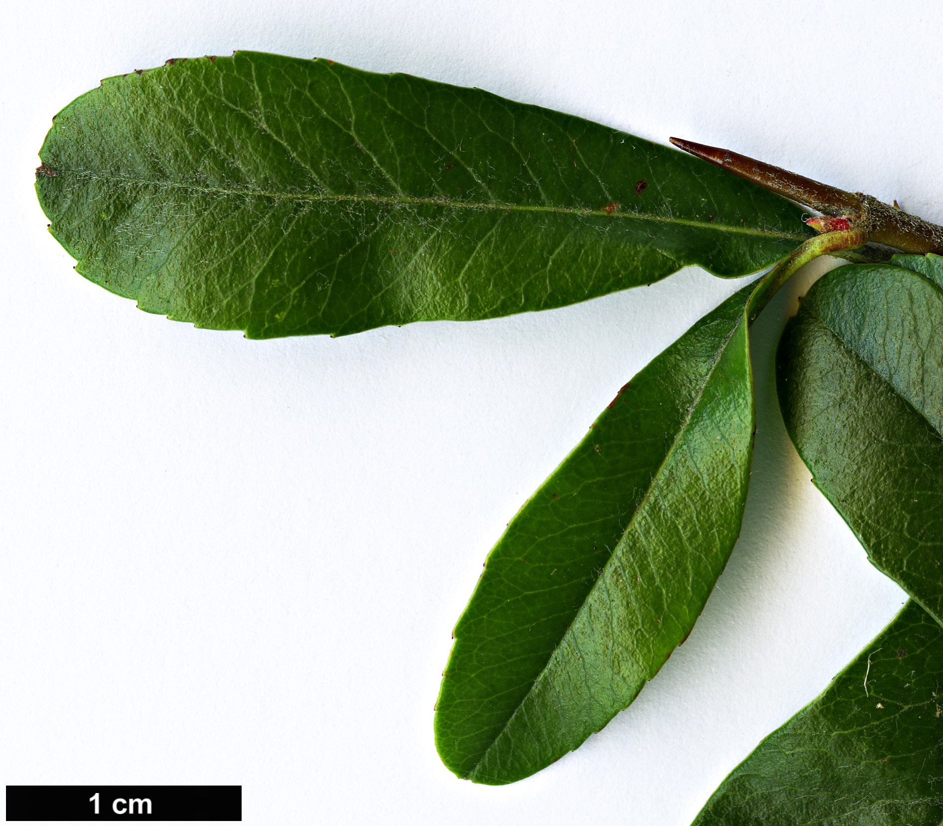 High resolution image: Family: Rosaceae - Genus: Pyracantha - Taxon: fortuneana