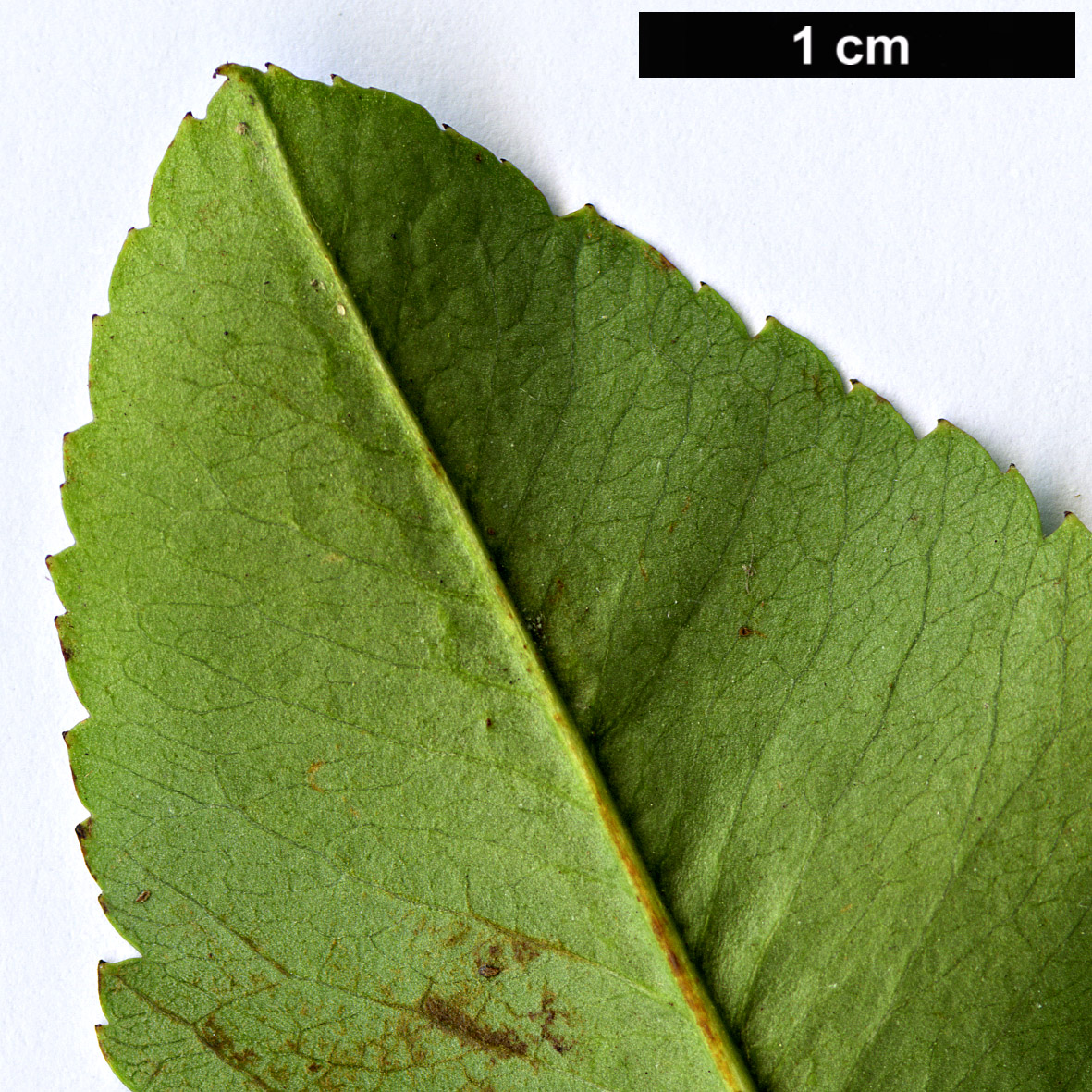 High resolution image: Family: Rosaceae - Genus: Pyracantha - Taxon: fortuneana