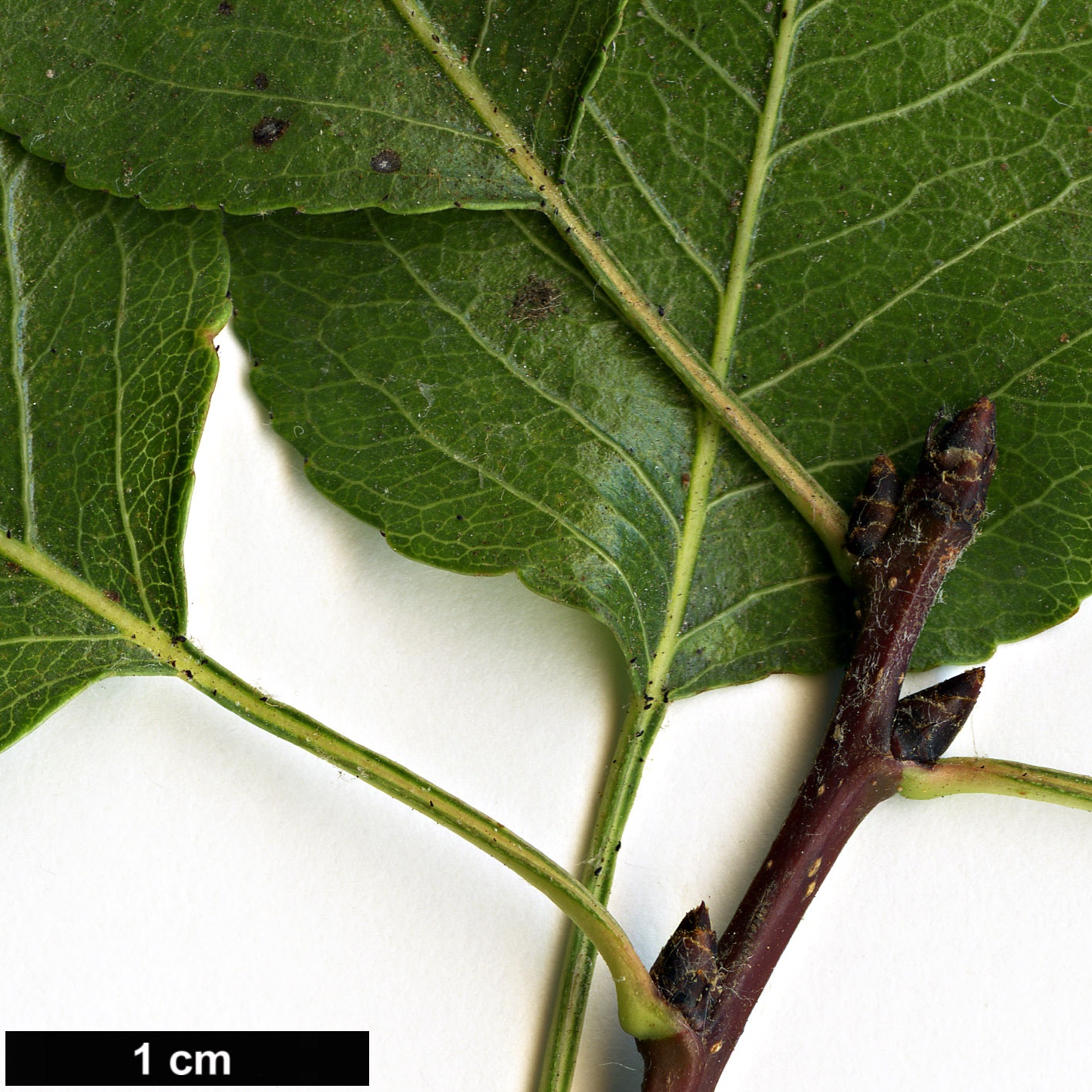 High resolution image: Family: Rosaceae - Genus: Pyrus - Taxon: bourgaeana